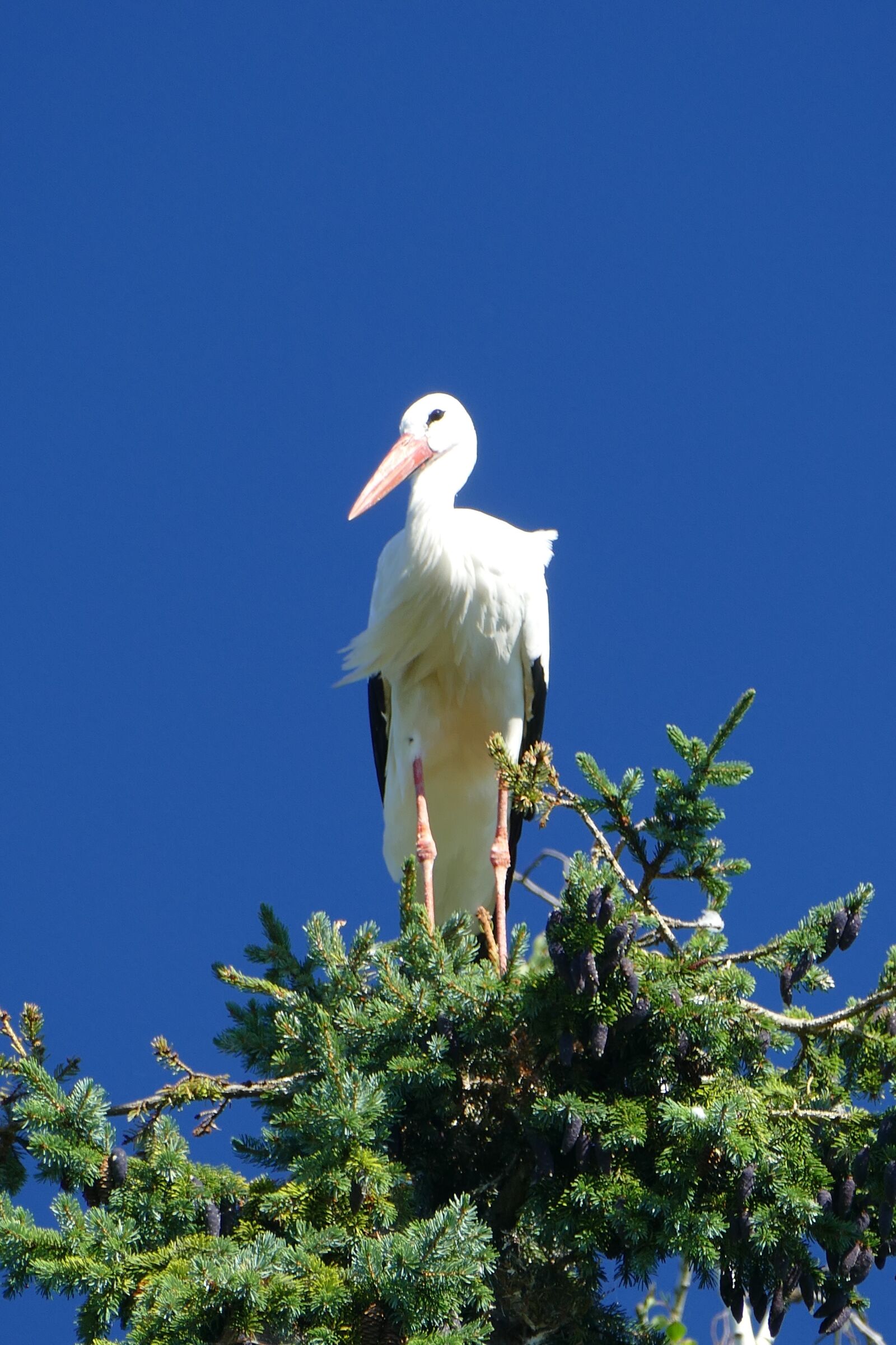 Panasonic Lumix DMC-FZ1000 sample photo. Stork, treetop, bird park photography