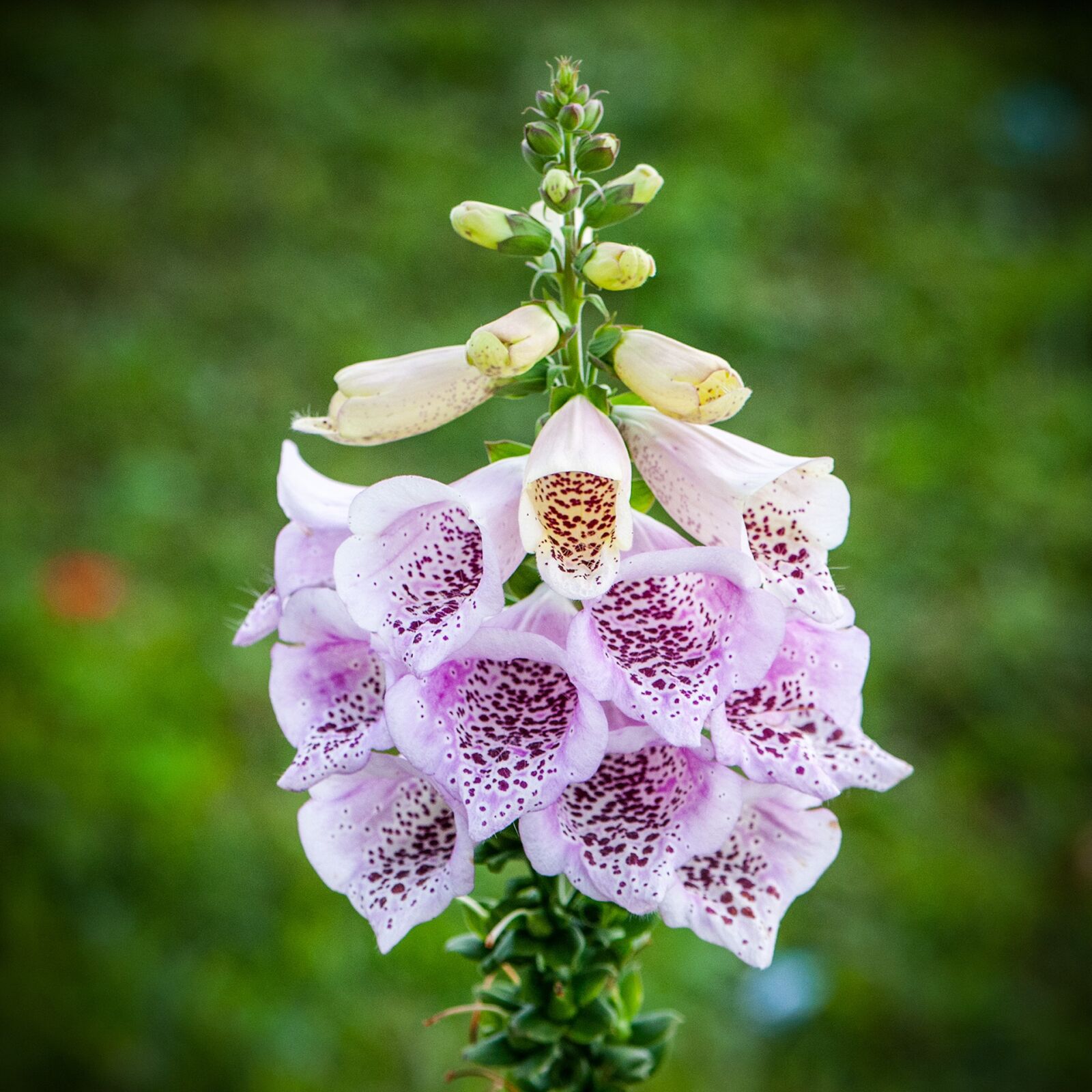 Nikon D300 sample photo. Purple, flower buds, flowers photography