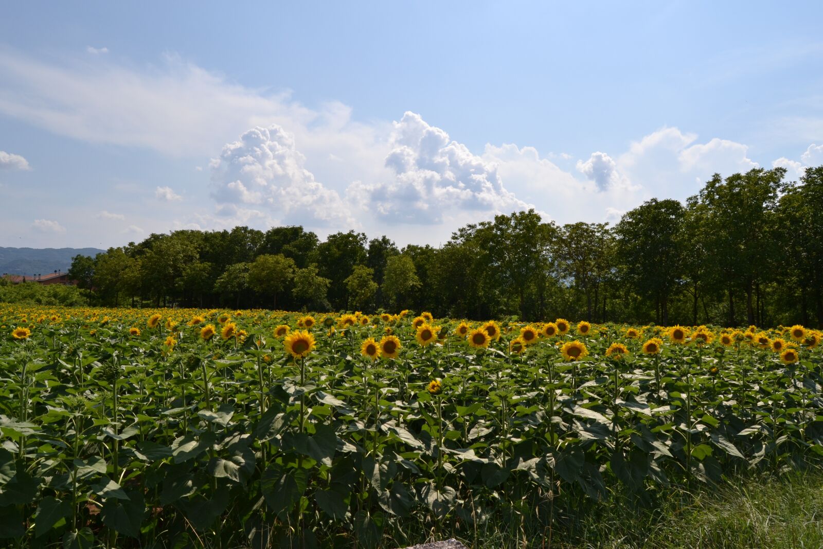Nikon D3100 sample photo. Rieti, sunflowers, field photography