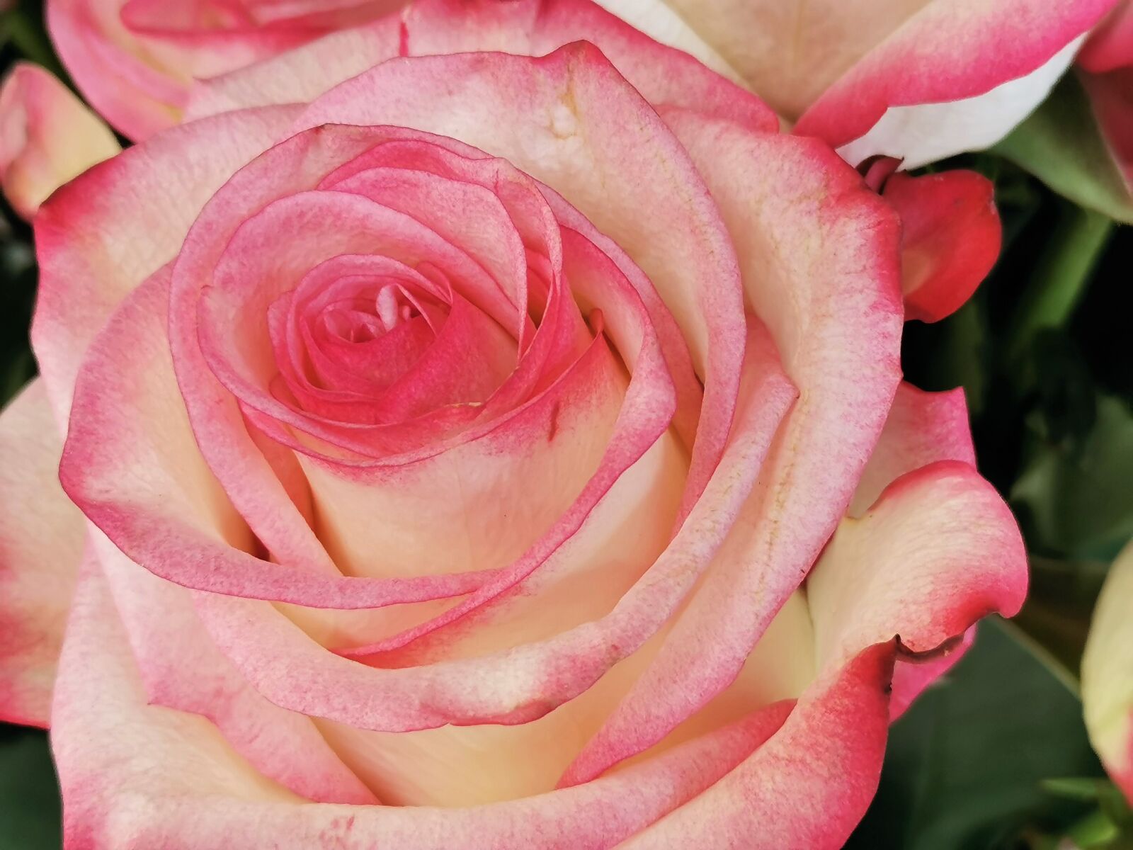 HUAWEI P30 sample photo. White pink rose, blooming photography