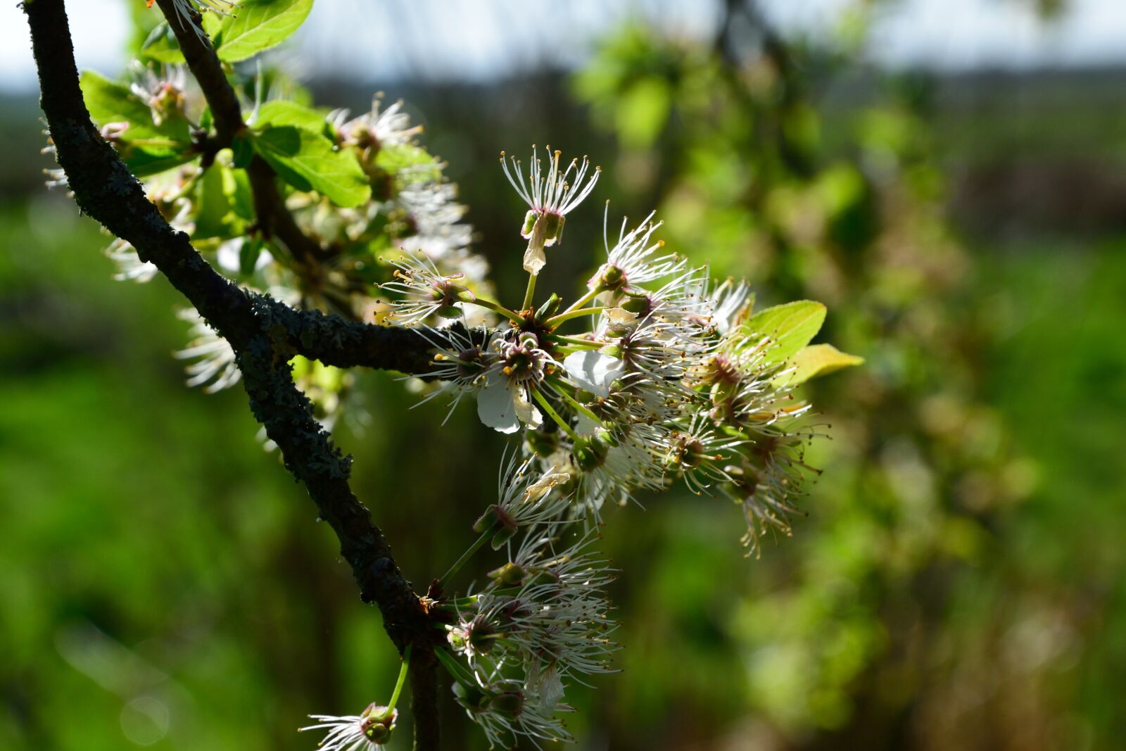 Nikon D3300 sample photo. Flowers, nature, plant photography