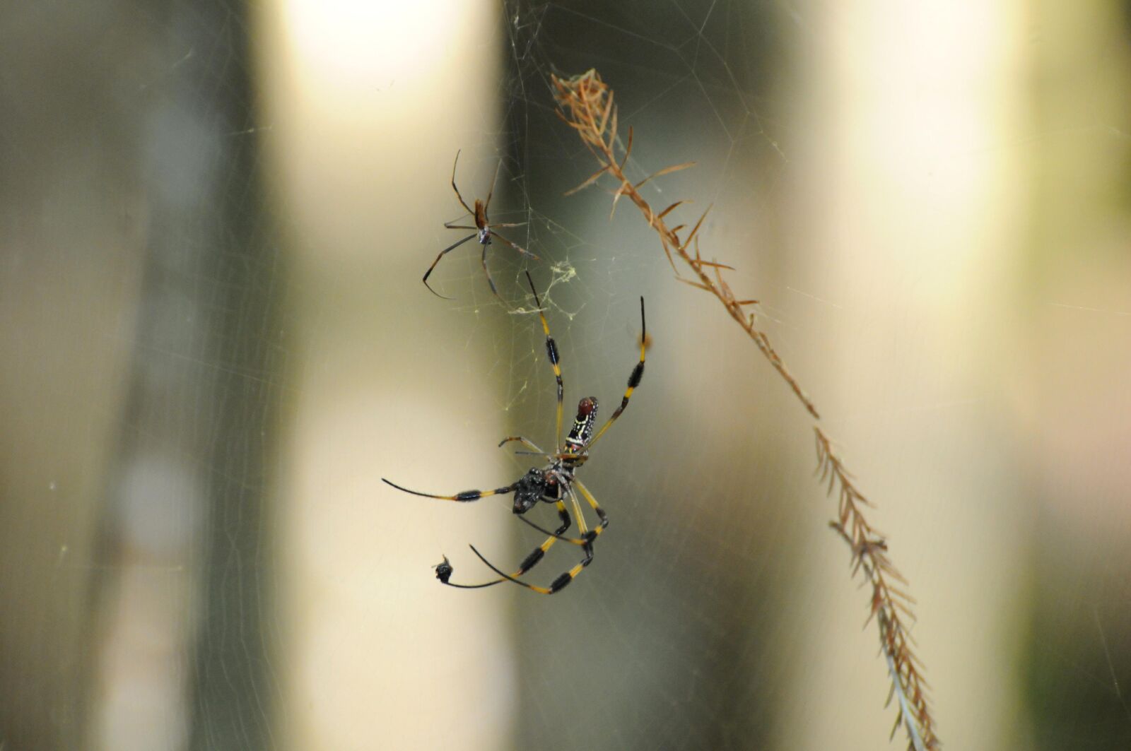 Nikon D300 sample photo. Web, spinning, golden, silk photography