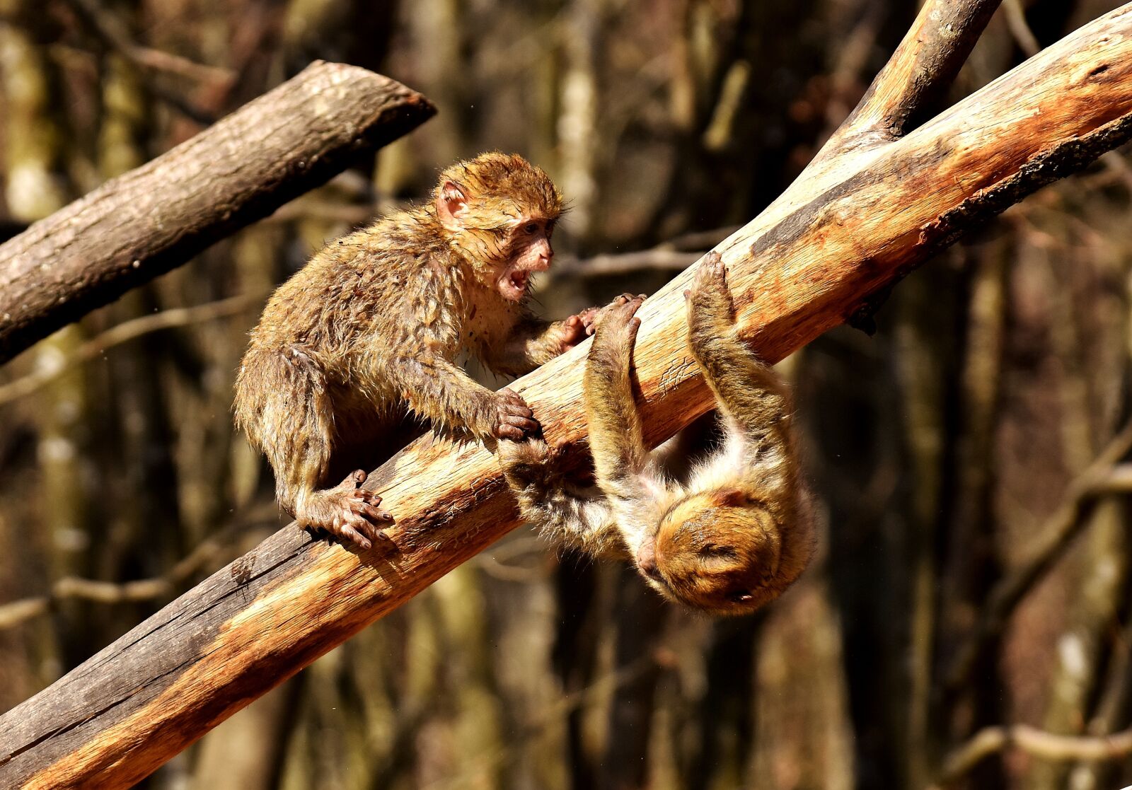 Nikon D7200 sample photo. Berber monkeys, play, cute photography