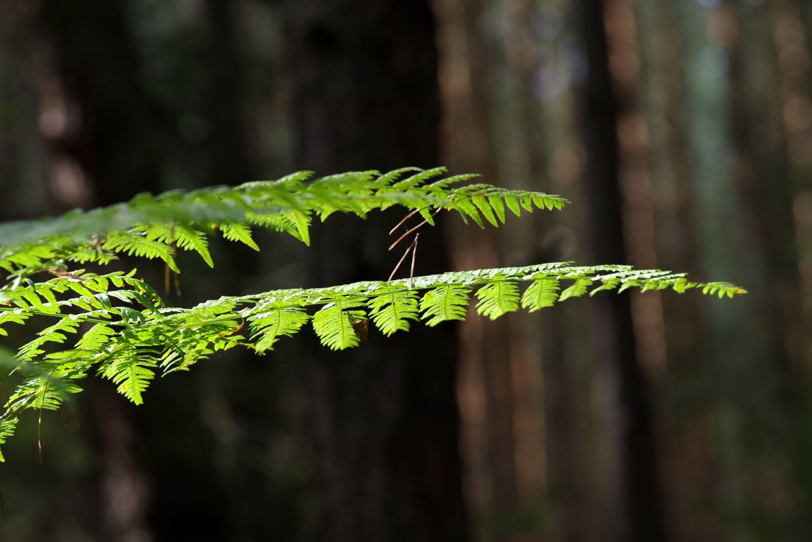 Pentax K-S2 sample photo. Fern, foliage, tree photography