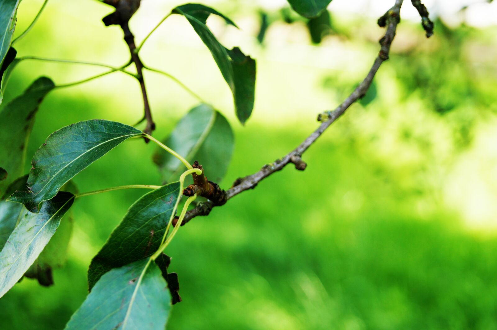 Sony SLT-A35 + Sony DT 18-55mm F3.5-5.6 SAM sample photo. Green, green tree, leaves photography