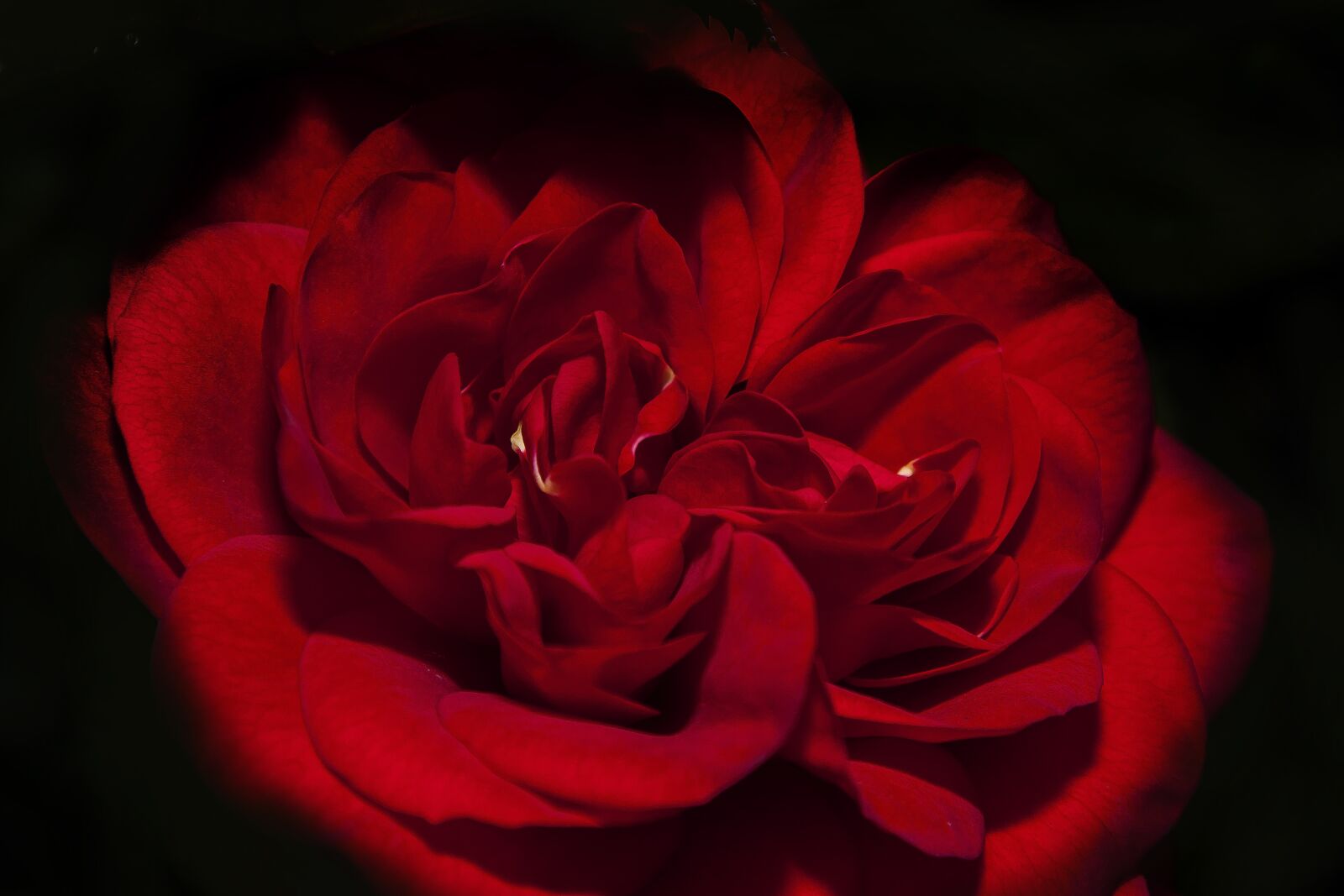 Canon EOS 50D + Canon EF 24-105mm F4L IS USM sample photo. Rose, flower, blossom photography