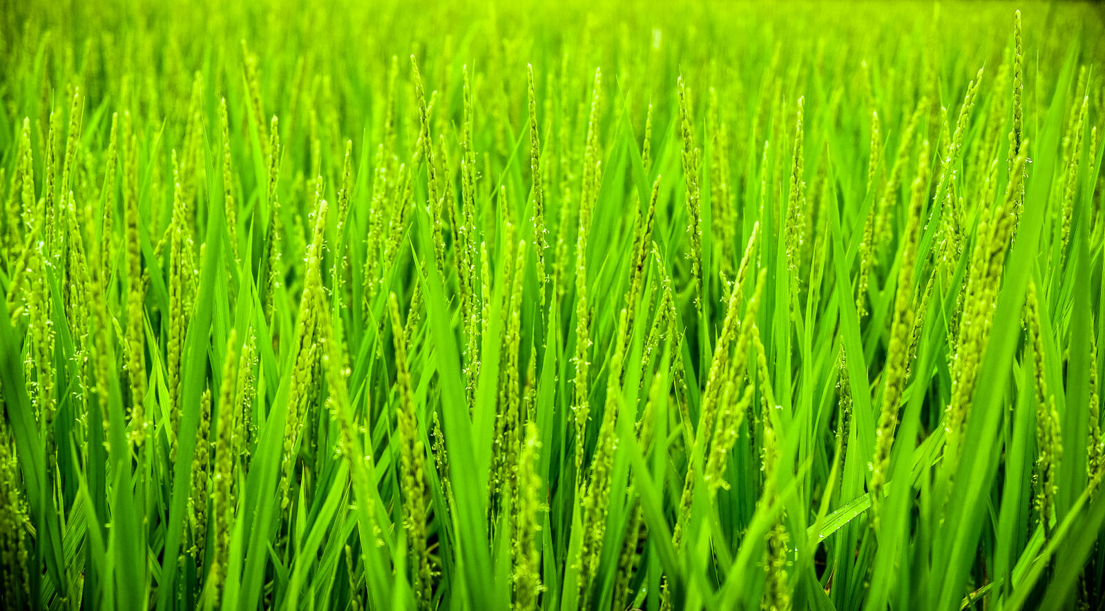Fujifilm X-E2 sample photo. Nature, grass, green, rice photography