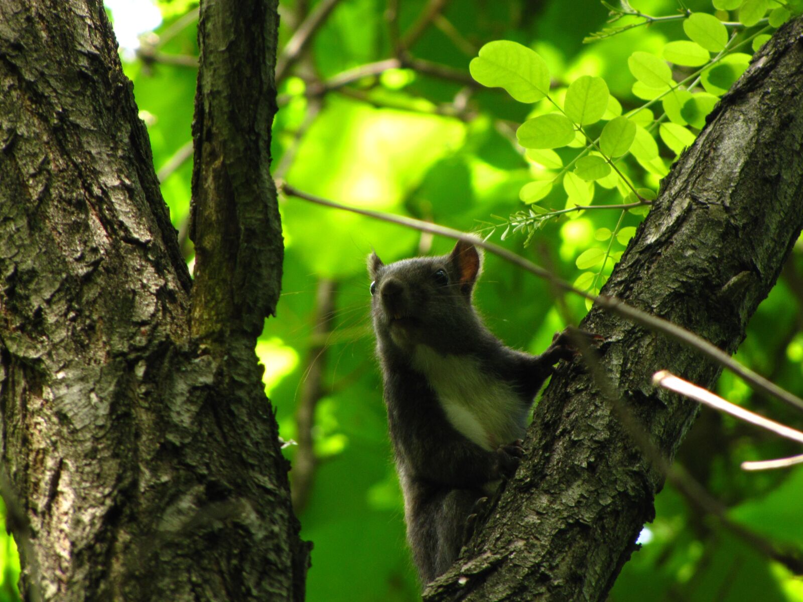 Canon PowerShot SX20 IS sample photo. Squirrel, forest, animal photography