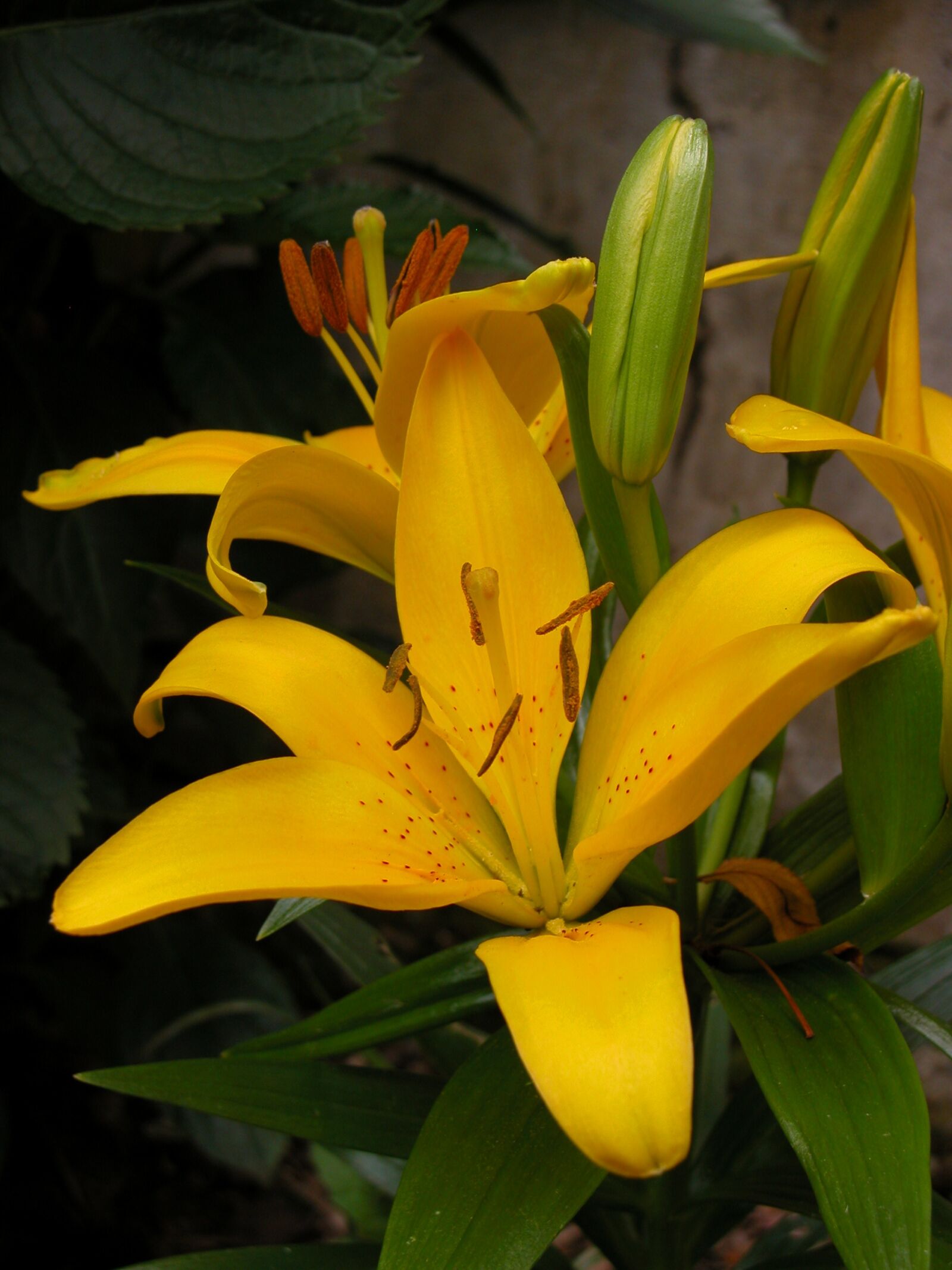Nikon E5700 sample photo. Lily yellow, flower, garden photography