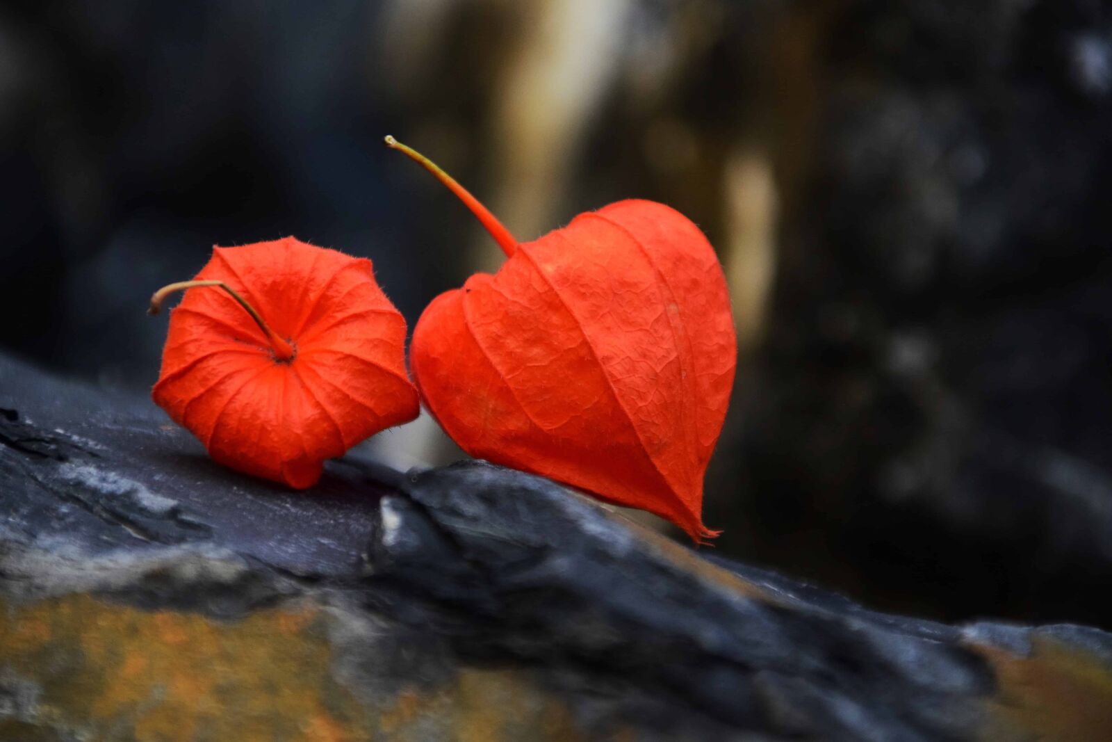 Nikon D3300 sample photo. Nature, autumn, colorful, flora photography