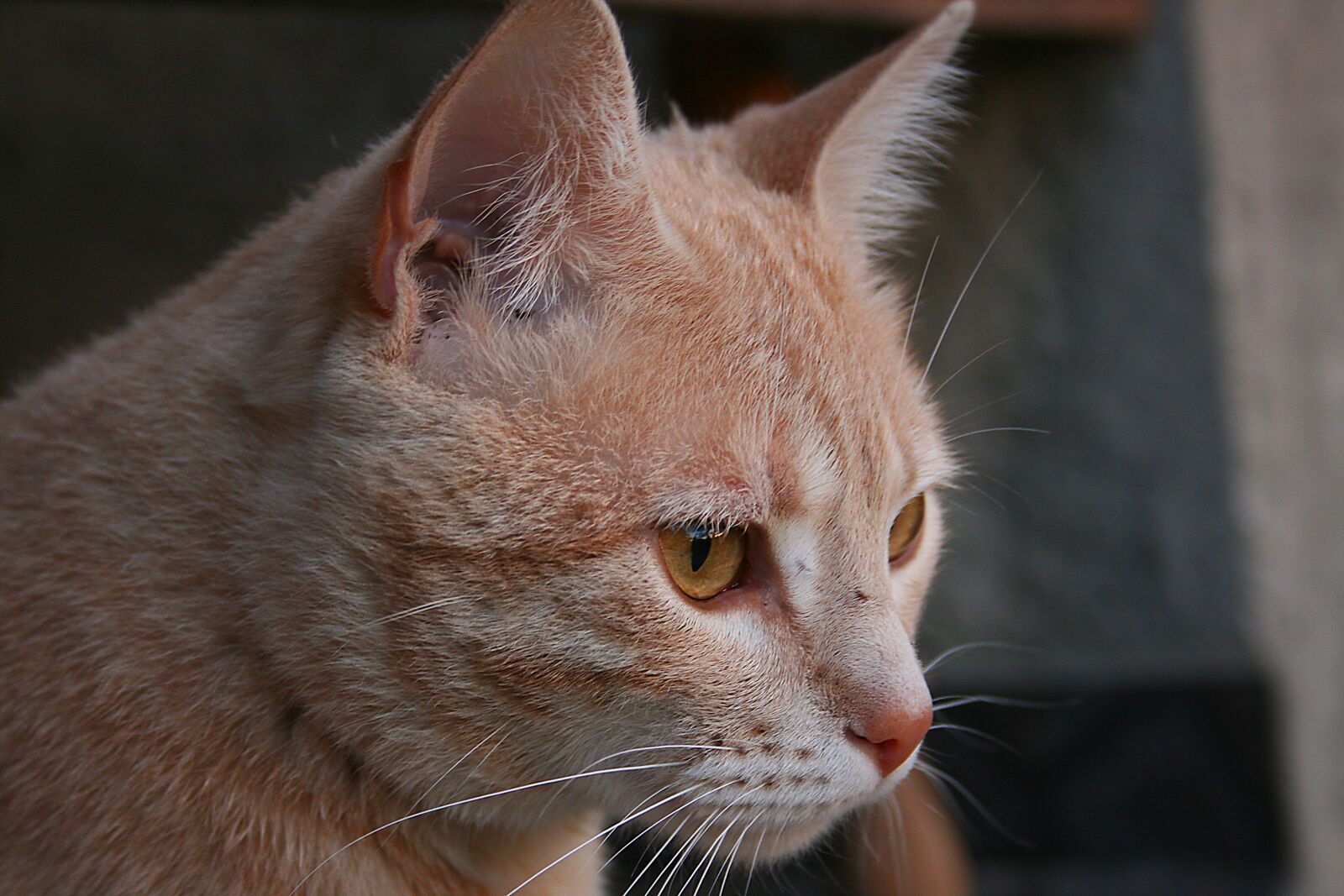 Canon EOS 400D (EOS Digital Rebel XTi / EOS Kiss Digital X) sample photo. Cat, animal, kitten photography