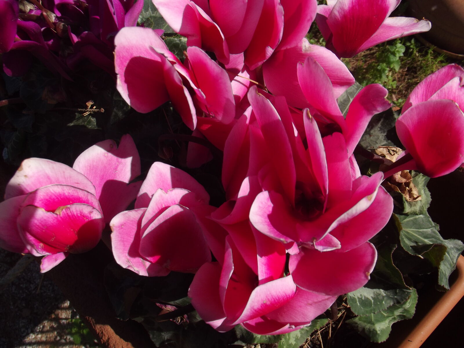 Fujifilm FinePix S2980 sample photo