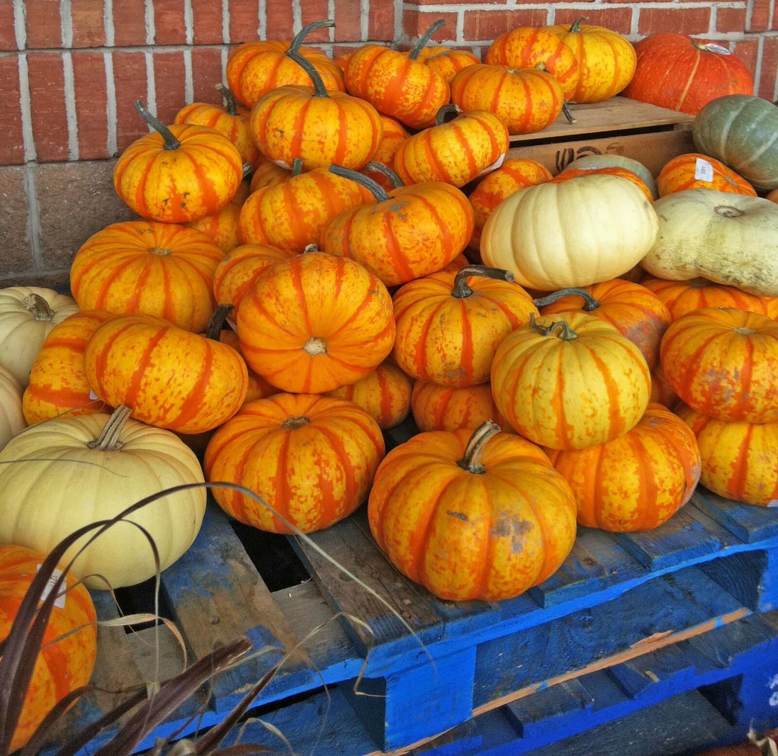 iPhone 4 back camera 3.85mm f/2.8 sample photo. Pumpkins, gourds, fresh photography