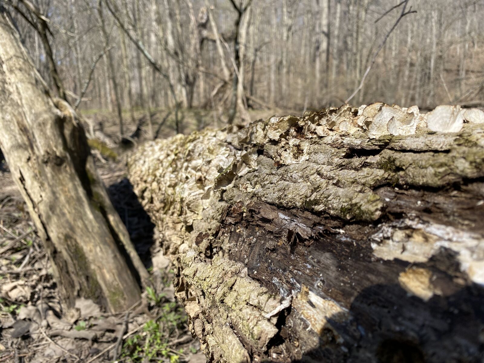 Apple iPhone 11 sample photo. Tree, mushroom, forest photography