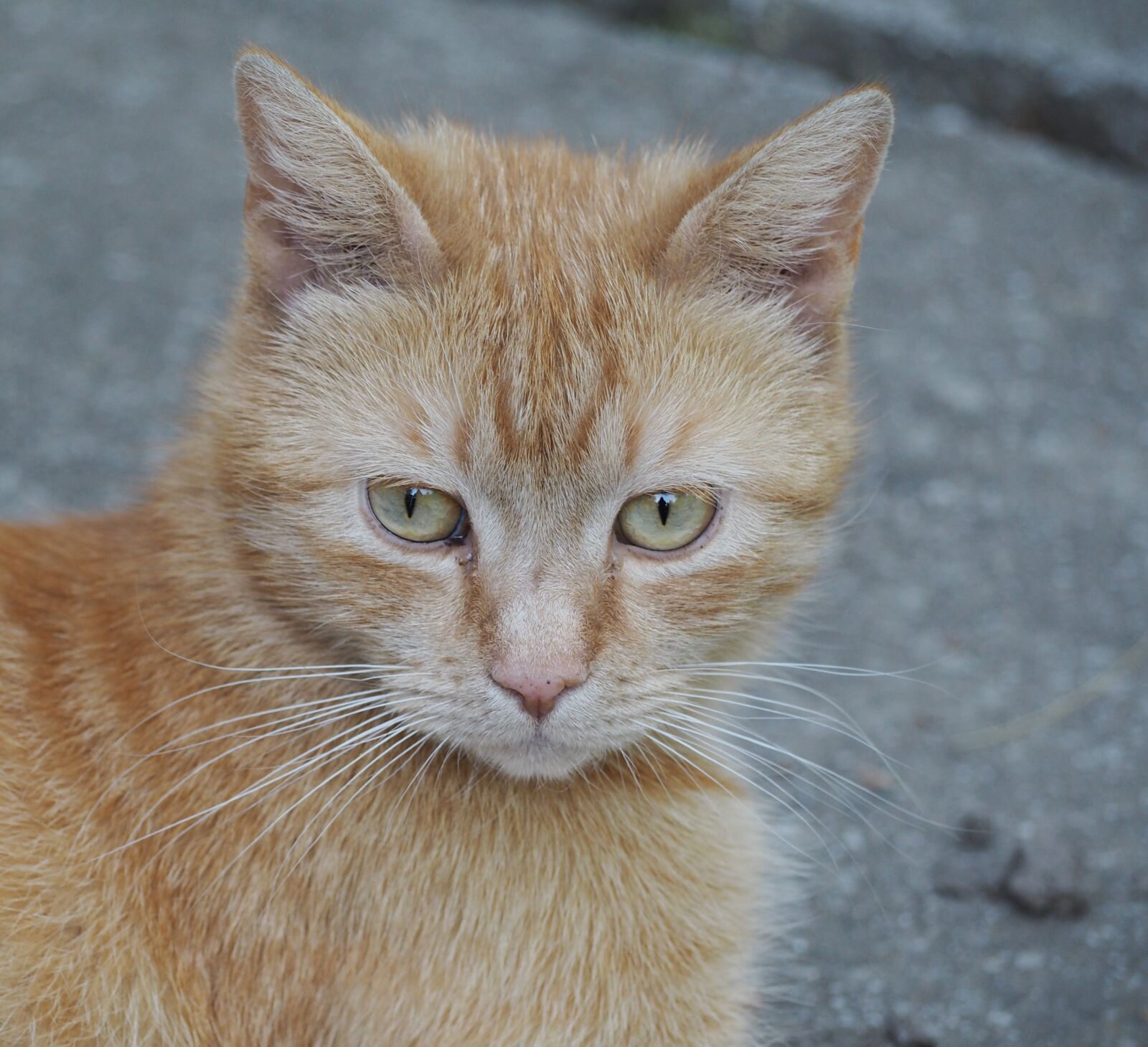 Olympus PEN E-PL7 sample photo. Kitten, pet, domestic cat photography