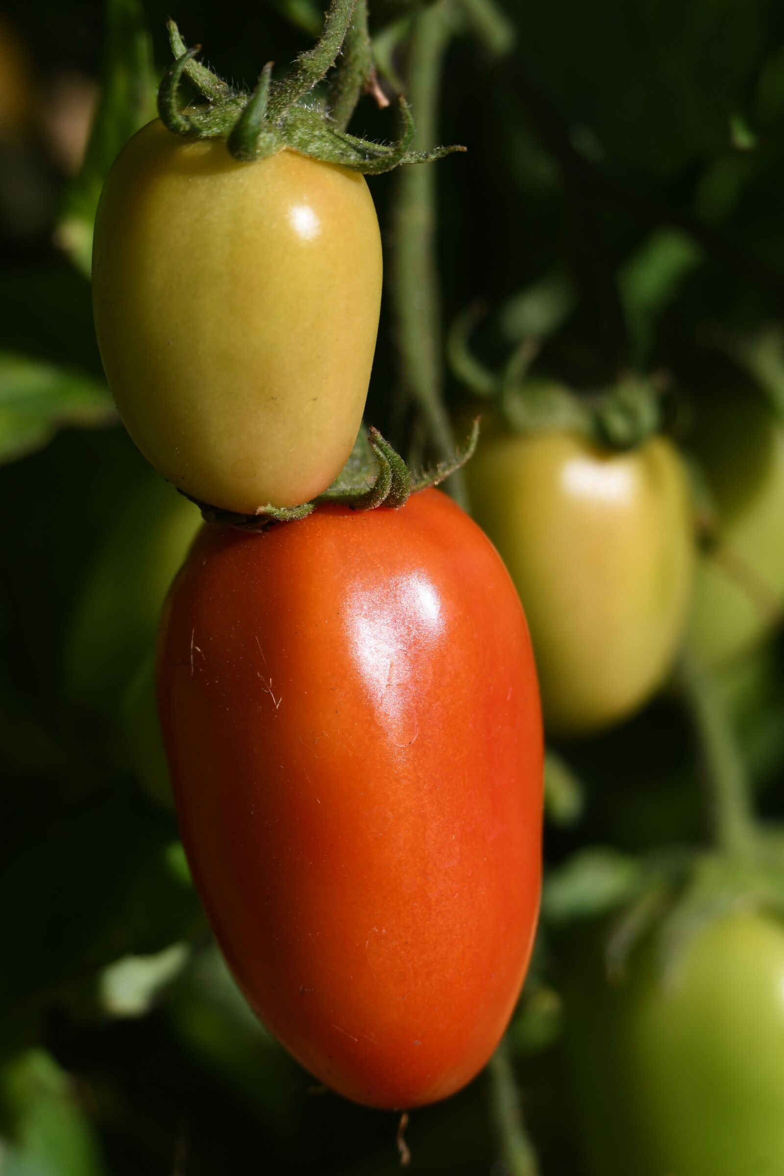Nikon D500 sample photo. Tomatoes, vegetable, fresh photography
