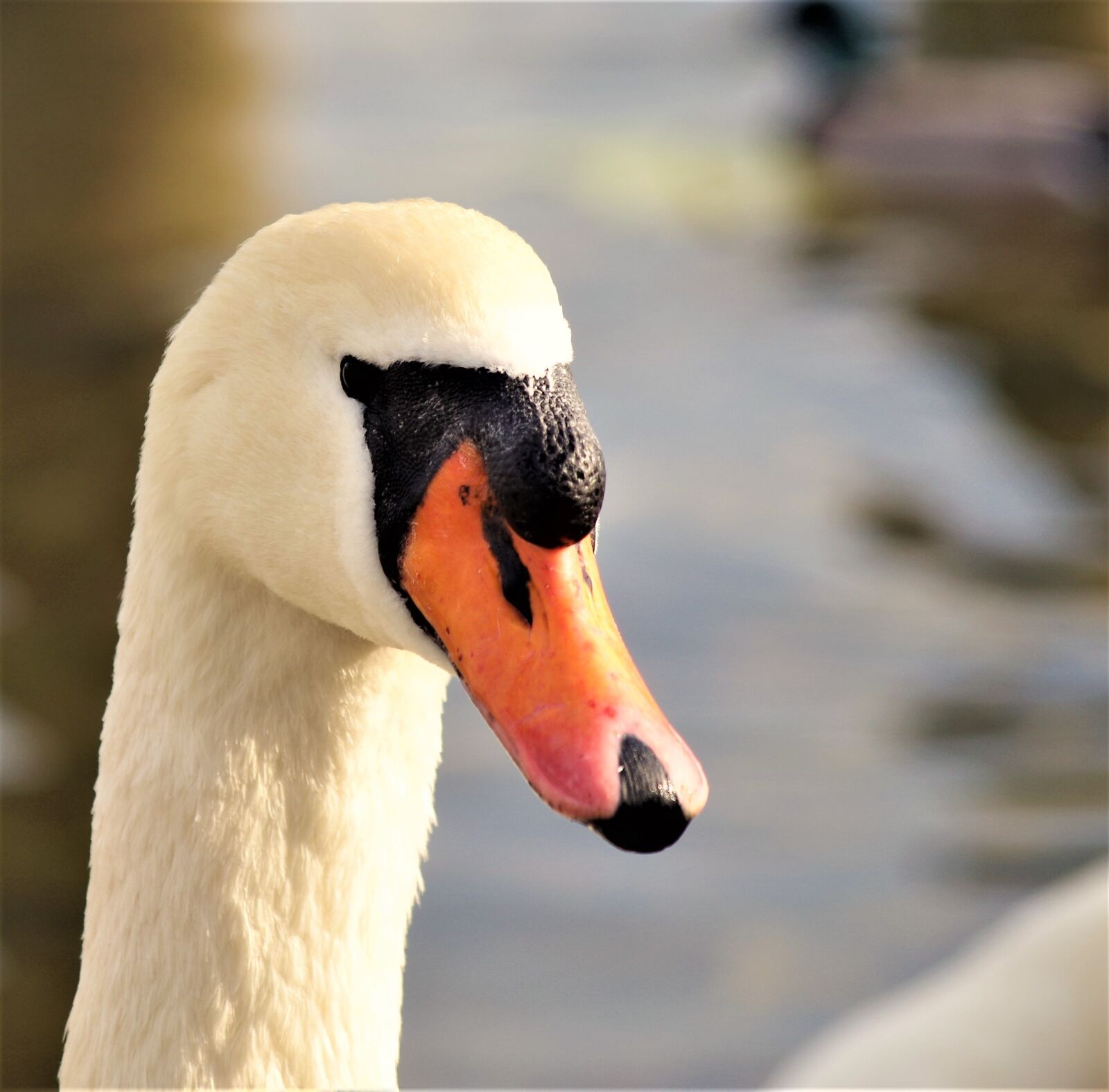 Pentax K-30 sample photo. Swan, bird, feather photography
