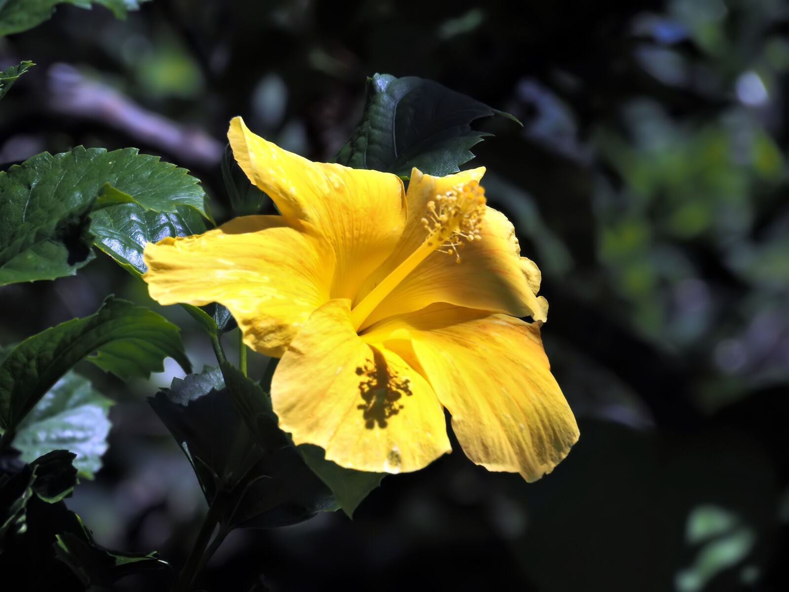 Panasonic Lumix G Vario HD 14-140mm F4-5.8 OIS sample photo. Blooming yellow flower, season photography