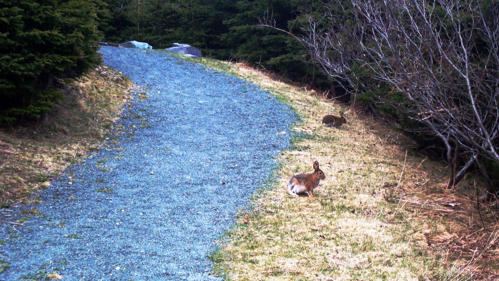 Sony Cyber-shot DSC-W120 sample photo. Rabbit, hare, mating season photography