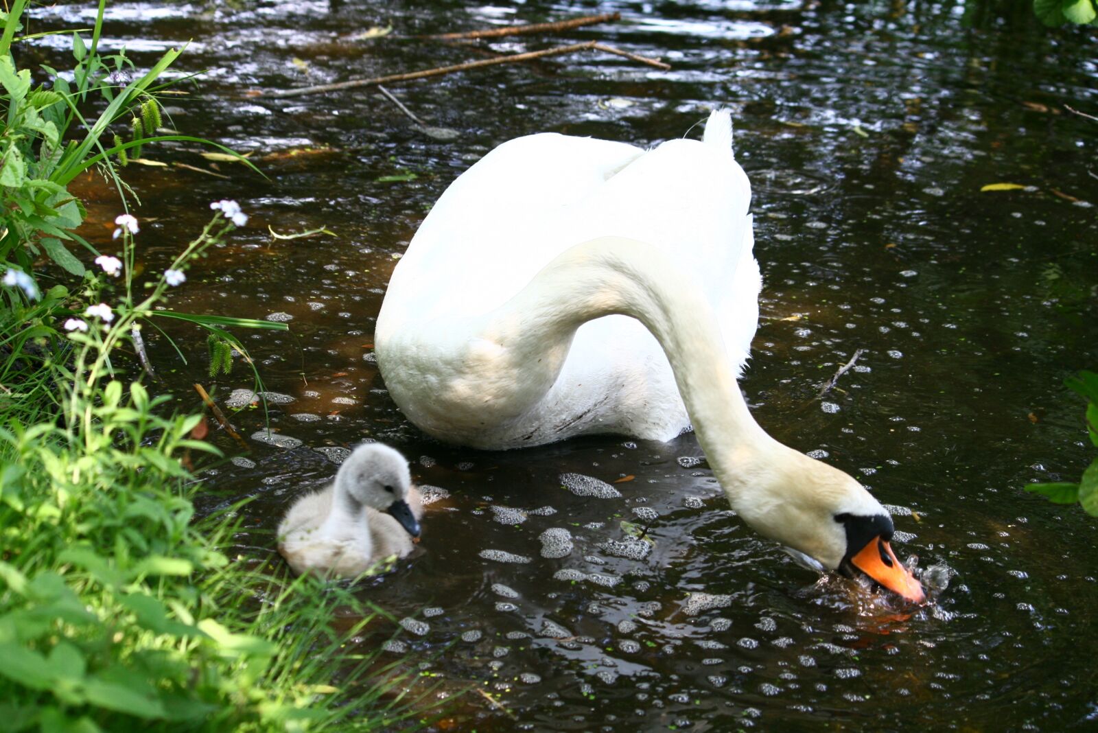 Canon EOS 400D (EOS Digital Rebel XTi / EOS Kiss Digital X) sample photo. Swan, swan young, lake photography