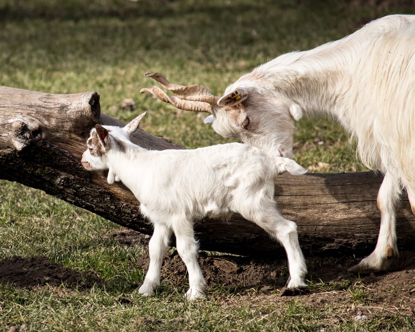 Canon EF-S 55-250mm F4-5.6 IS STM sample photo. Goat, mammal, animal photography