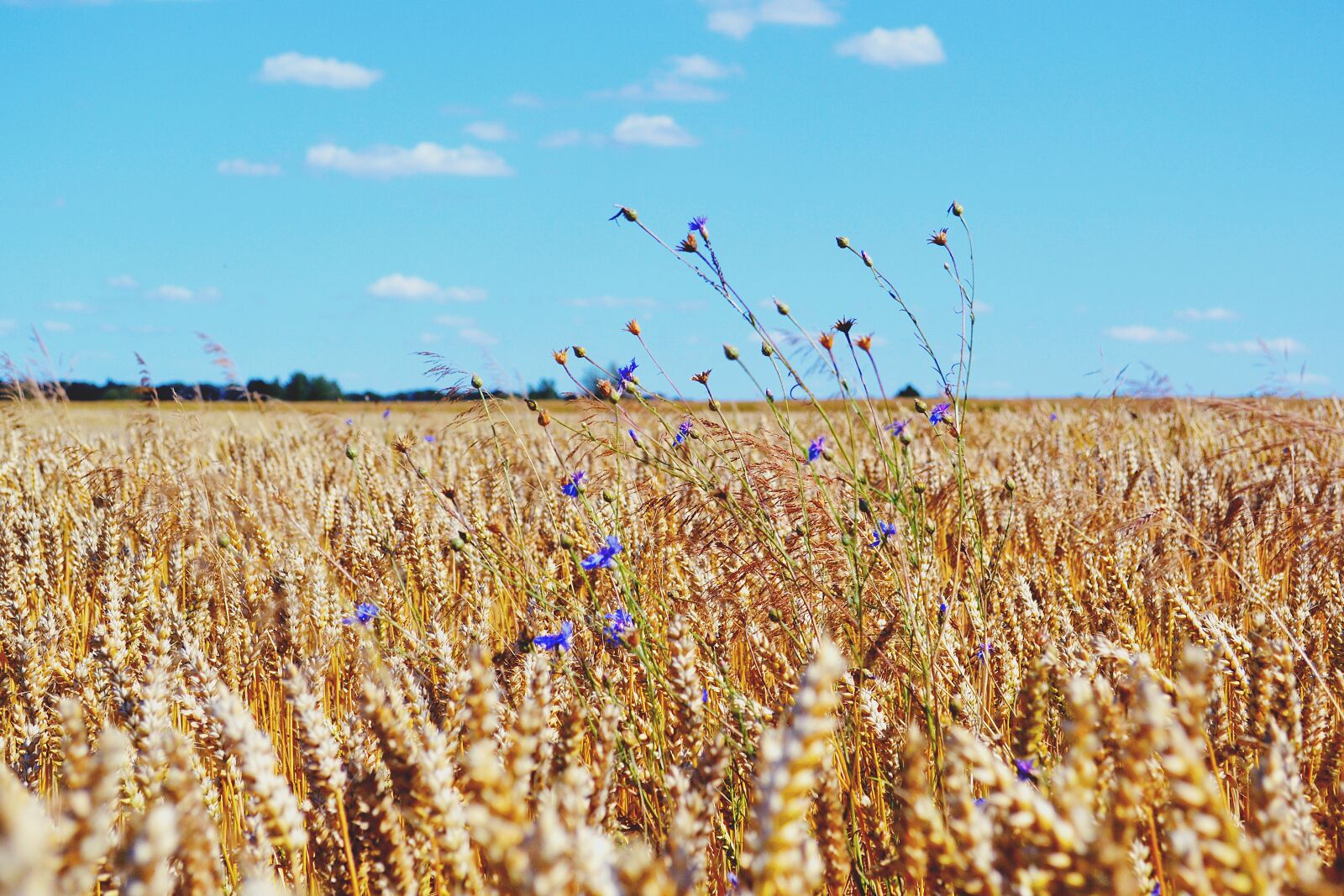 Nikon D3100 sample photo. Nature, country, flowers photography