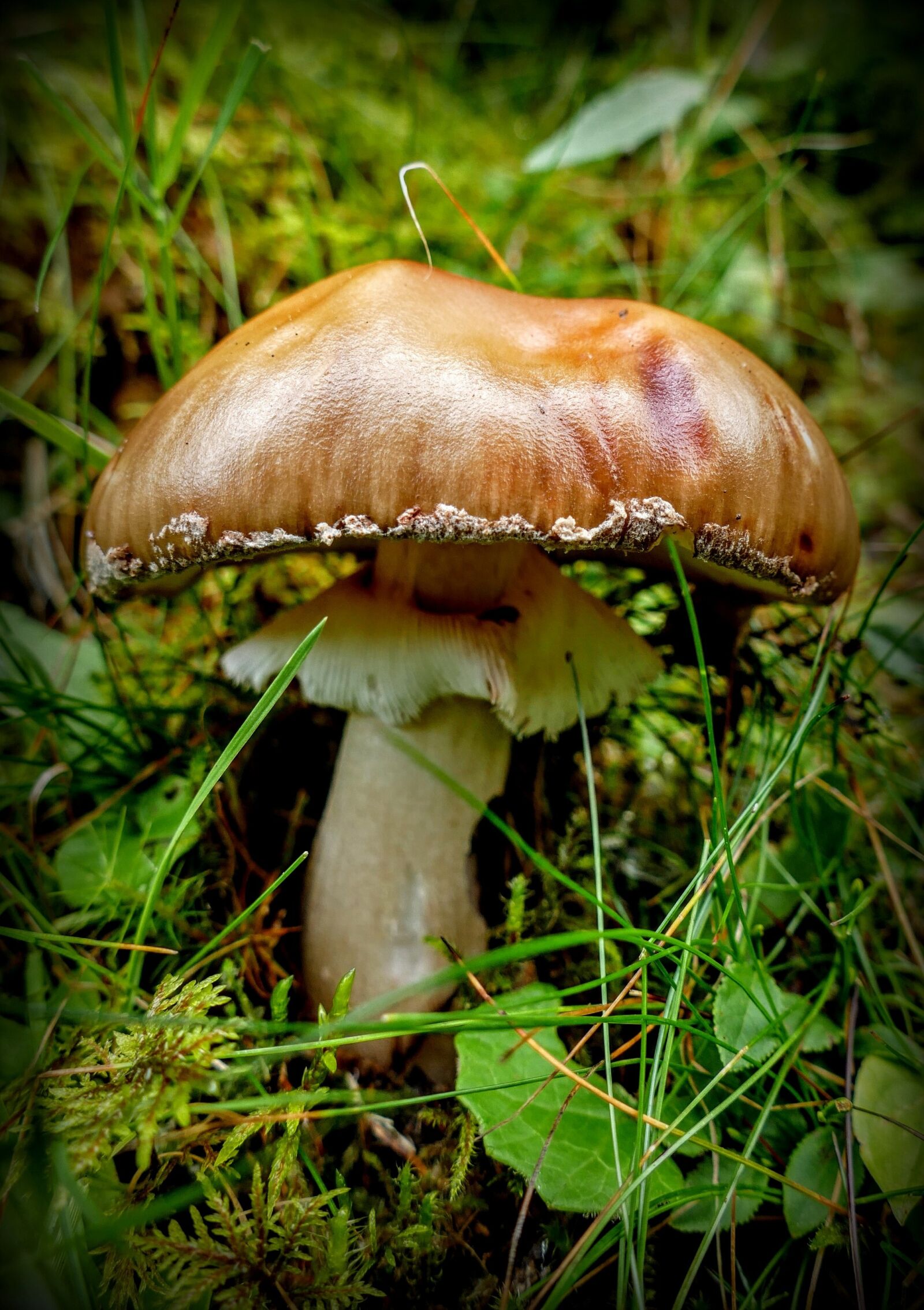 Panasonic Lumix DMC-FZ1000 sample photo. Mushroom, forest mushroom, nature photography