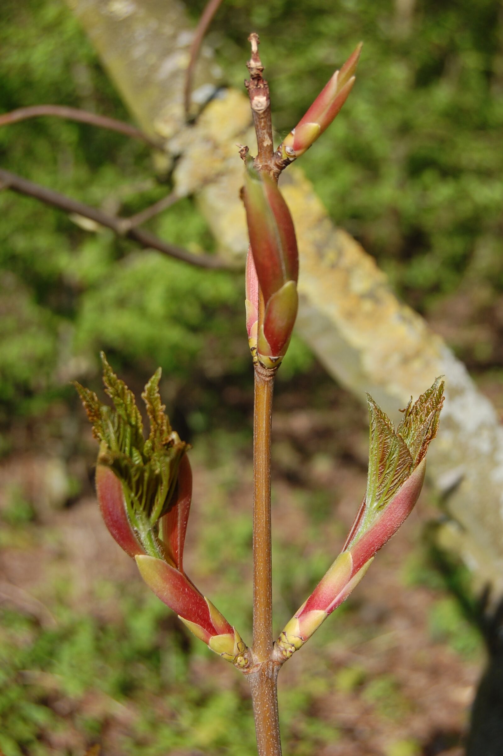Nikon D40 sample photo. Nature, leaf, plant photography
