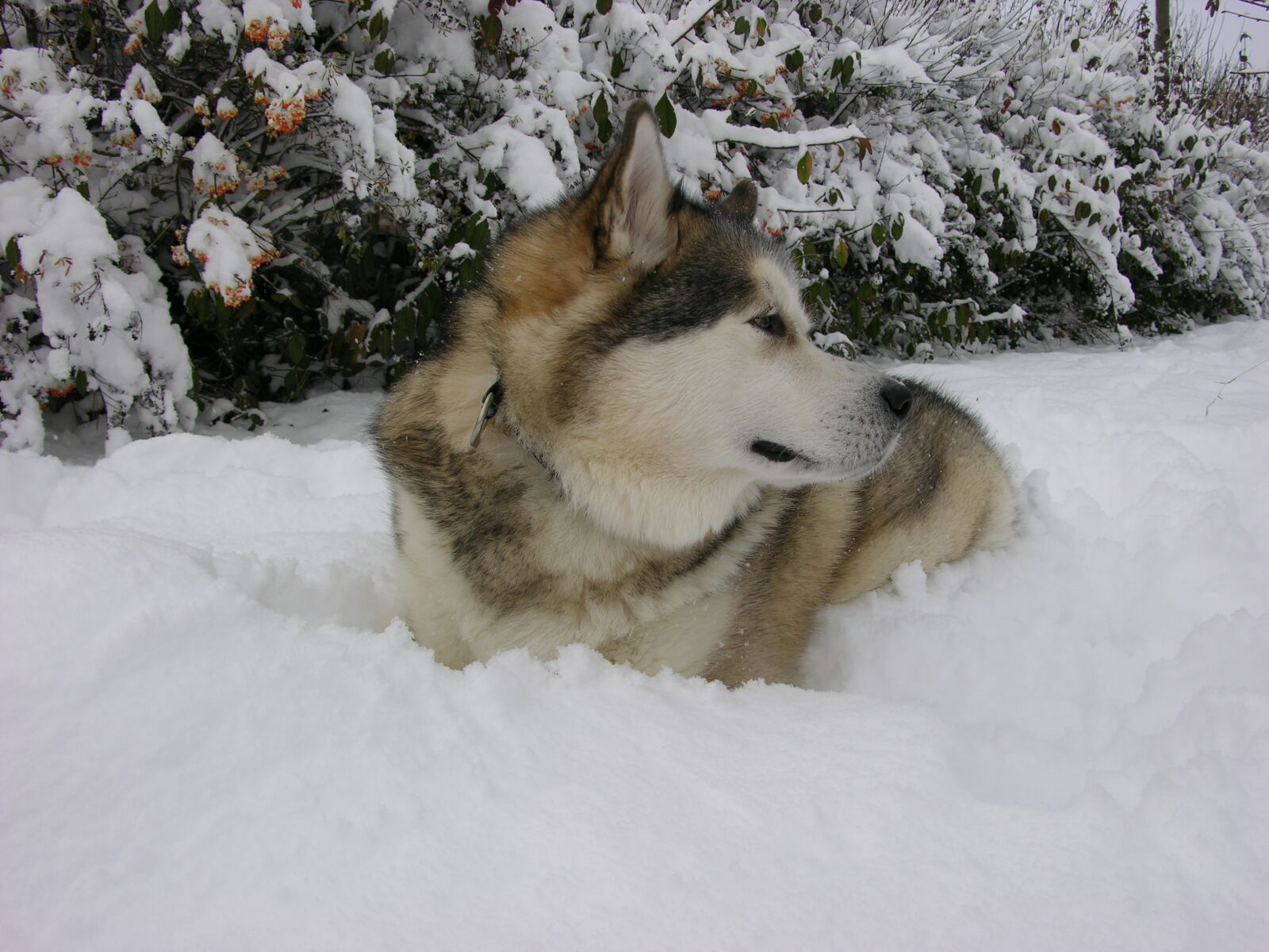 Nikon E8700 sample photo. Sled dog, poolhond, snow photography