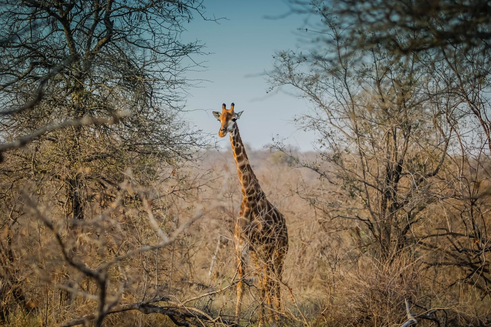 Canon EOS 60D + Canon EF 70-200mm F2.8L USM sample photo. Giraffe, wildlife, african photography