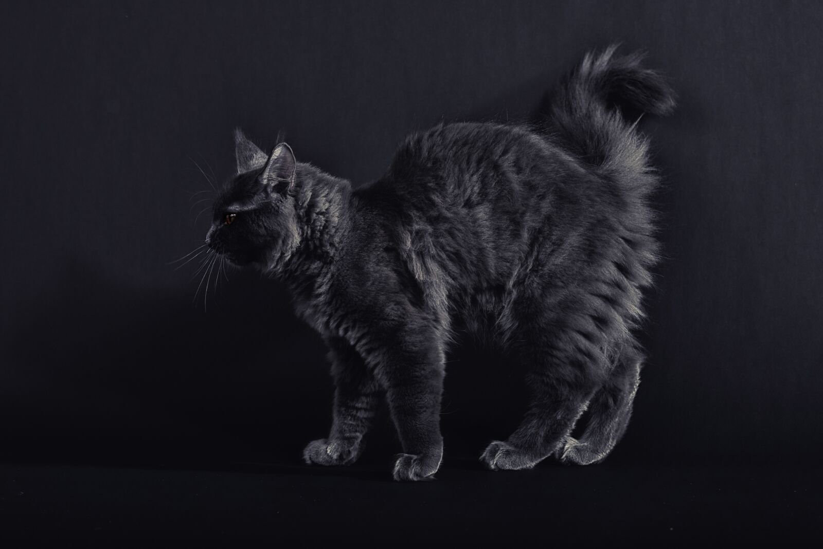 Nikon D750 sample photo. Cat, tomcat, maine coon photography