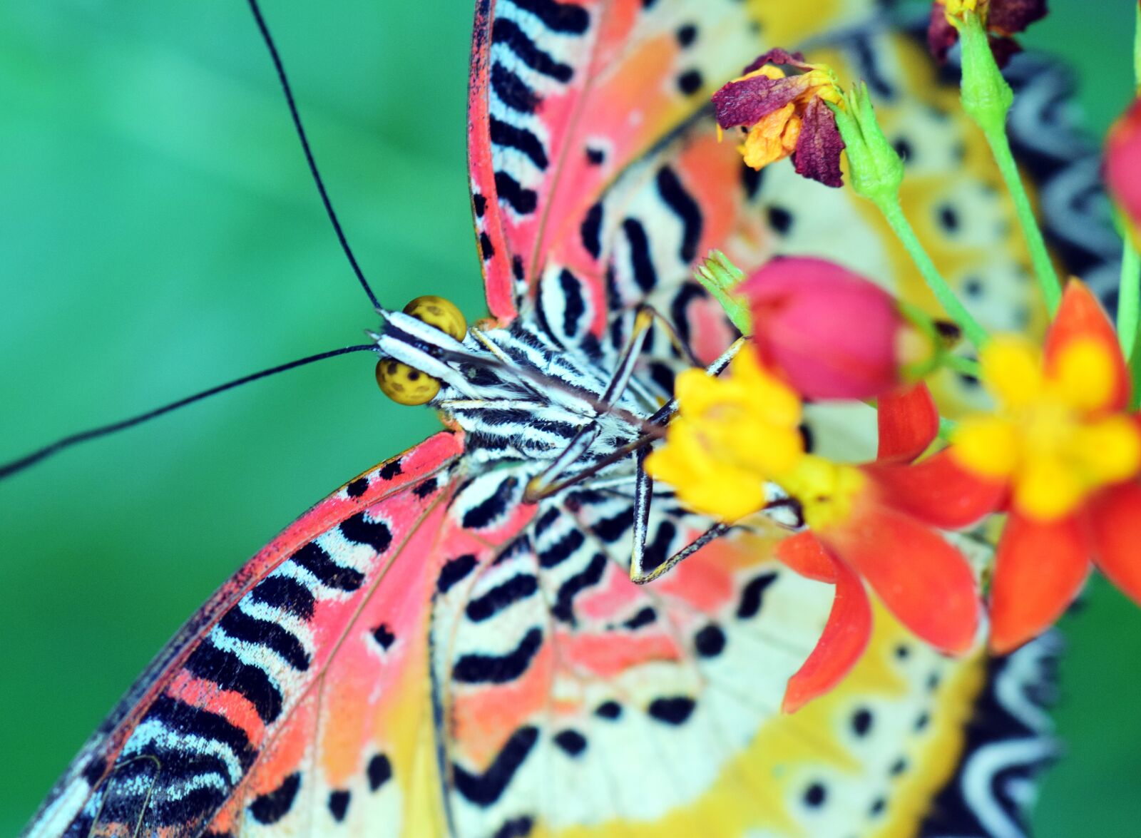 Nikon D3300 sample photo. Cethosia cyane, leopard top photography