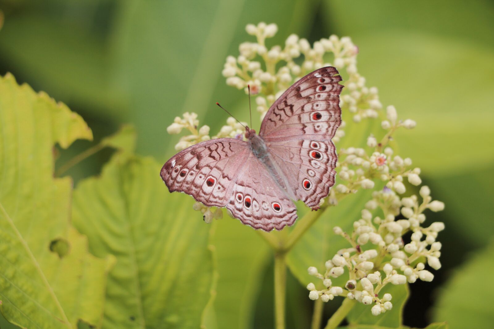 Canon EOS 760D (EOS Rebel T6s / EOS 8000D) sample photo. Indian, butterfly, wing photography