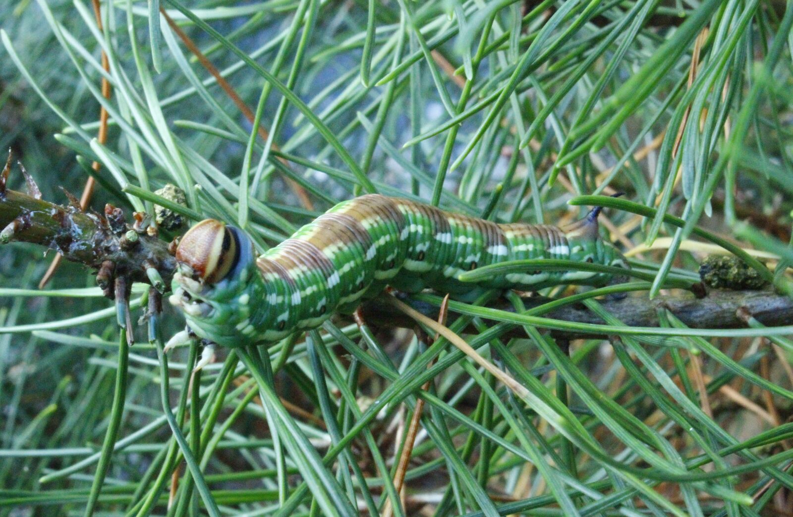 Canon EOS 600D (Rebel EOS T3i / EOS Kiss X5) sample photo. Caterpillar, spruce, 8cm photography