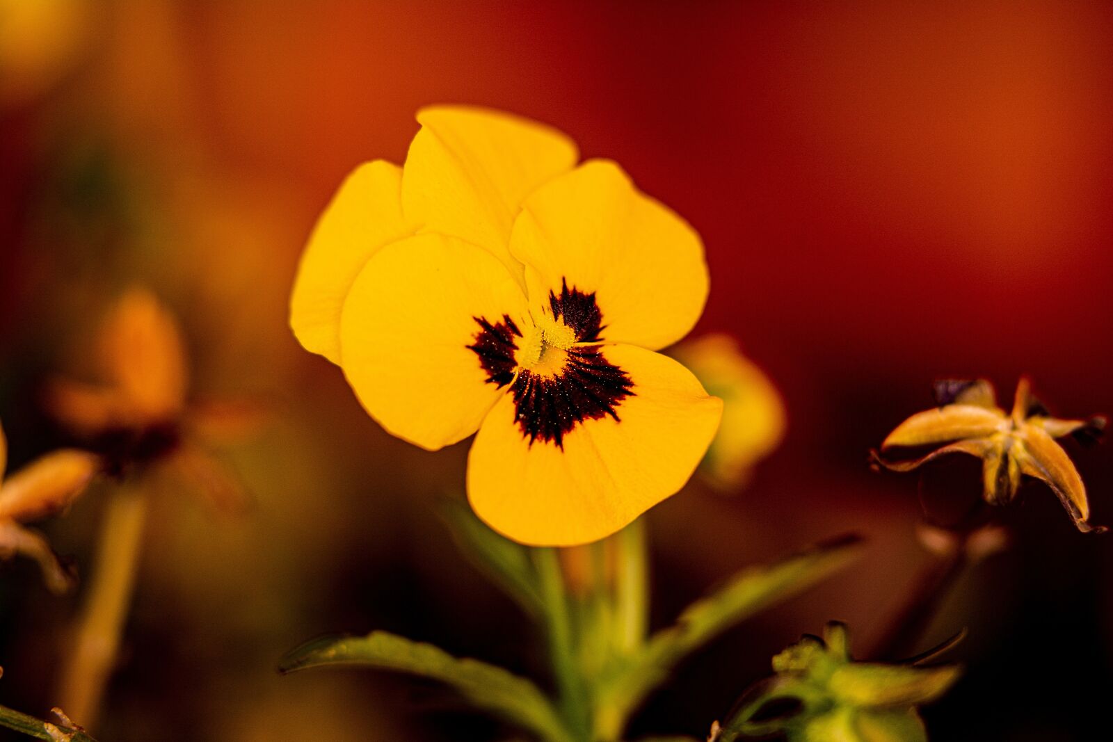 Nikon D7100 sample photo. Sir tka, yellow, in photography