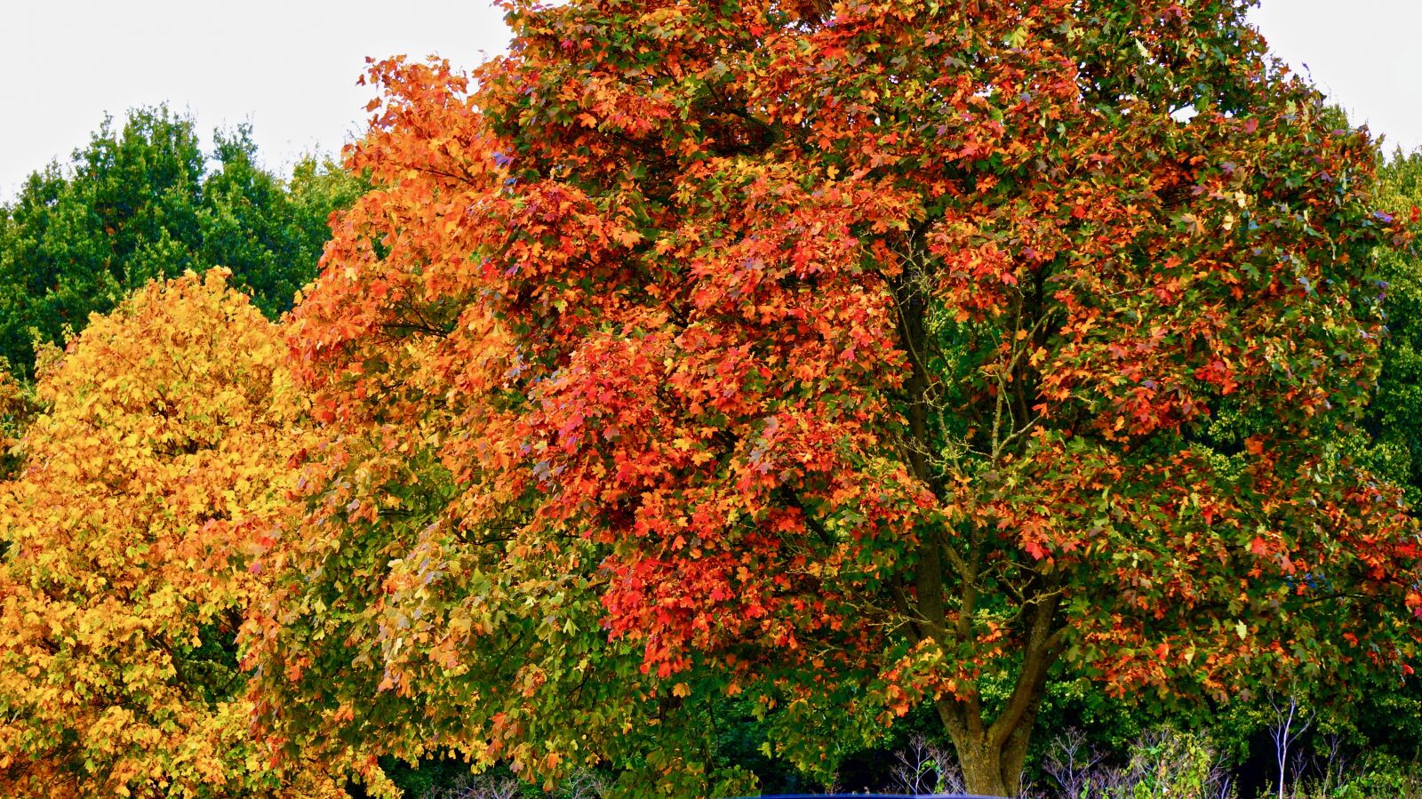 Sony Alpha NEX-5N sample photo. Tree, red, nature photography