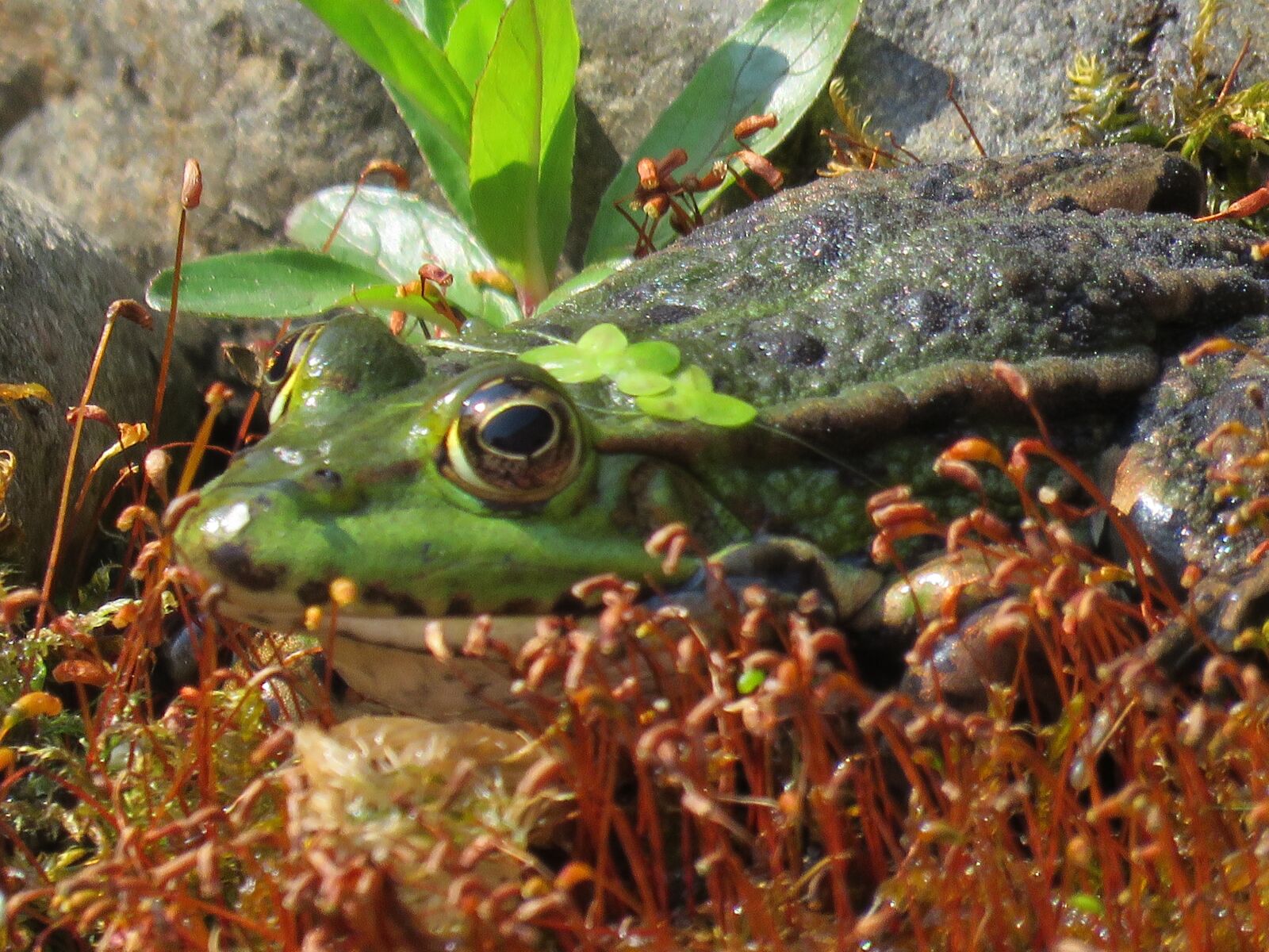 Canon PowerShot SX60 HS sample photo. Frog, duckweed, pond photography