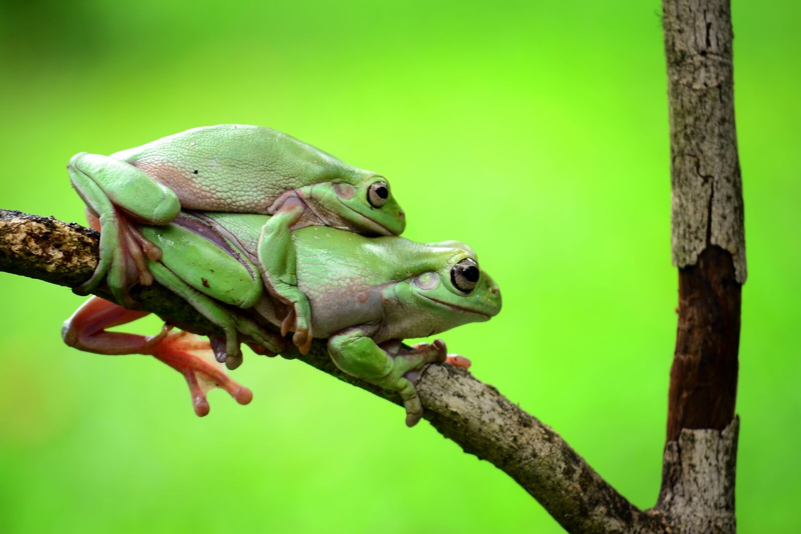 Nikon D3100 sample photo. Both, frog, green photography