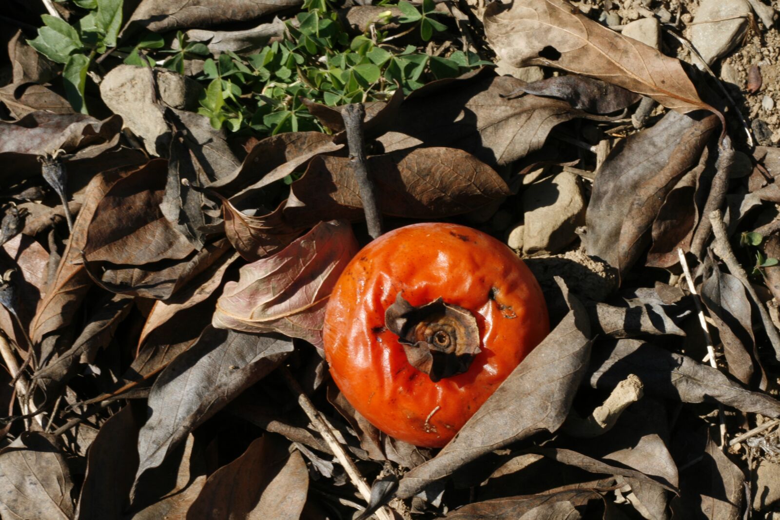 Canon EOS 400D (EOS Digital Rebel XTi / EOS Kiss Digital X) sample photo. Persimmon, dried persimmon, fruit photography