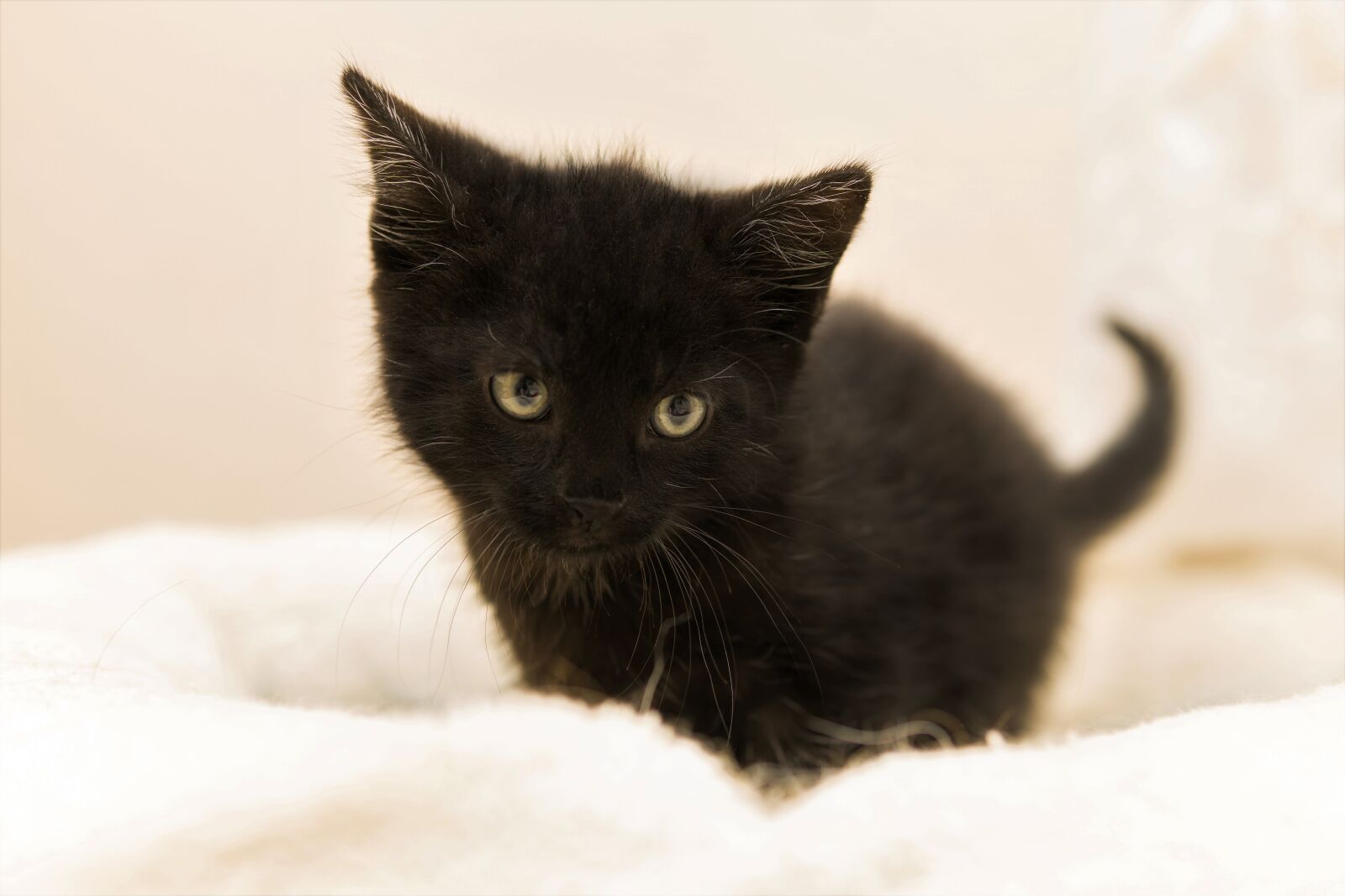 30mm F1.4 DC DN | Contemporary 016 sample photo. Kitten, cat baby, small photography