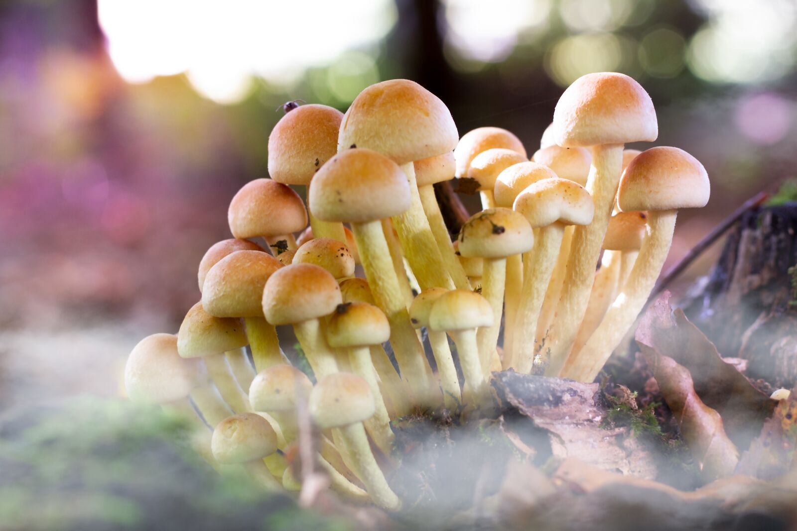 Canon EOS 7D sample photo. Mushrooms, fog, mood photography
