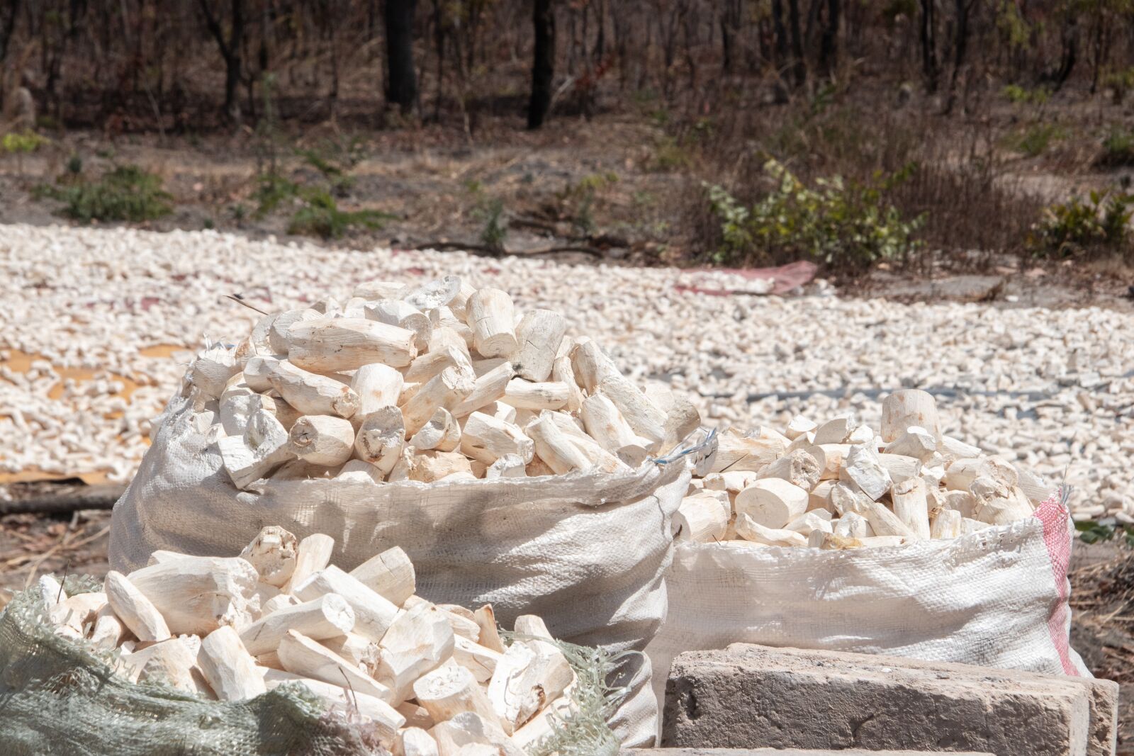Canon EF-S 17-85mm F4-5.6 IS USM sample photo. Cassava, dried, farming photography