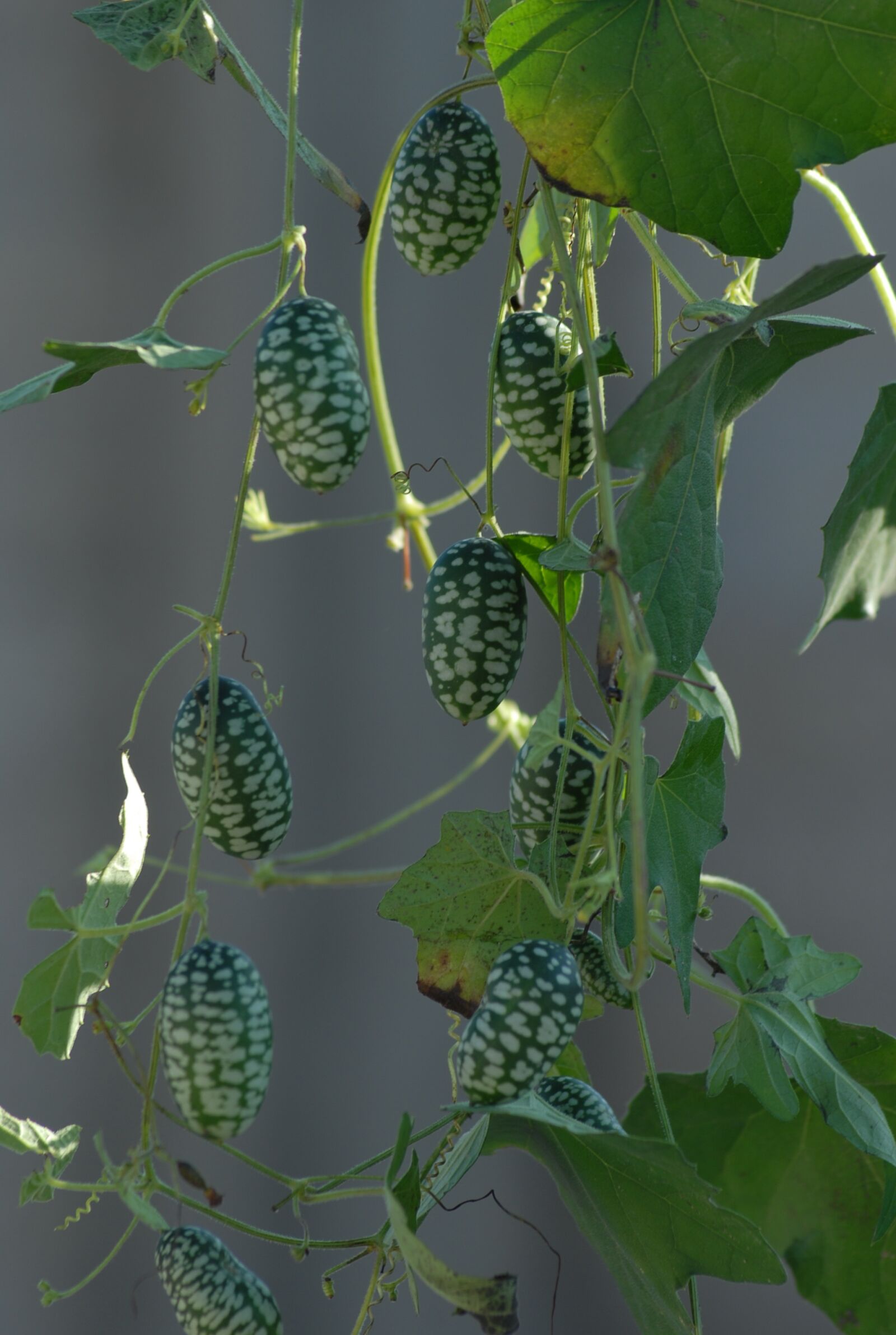 Nikon D200 sample photo. Mini watermelon, vine, fruit photography