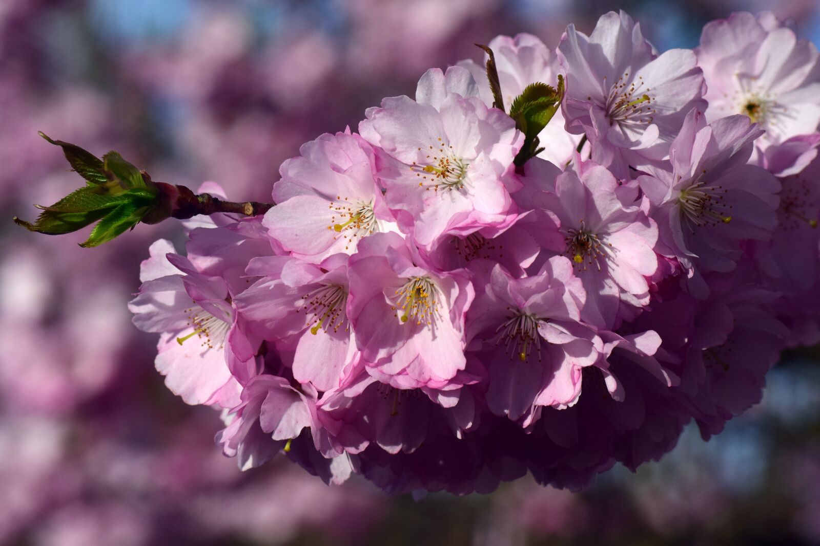Nikon D3300 sample photo. Cherry blossoms, ornamental cherry photography