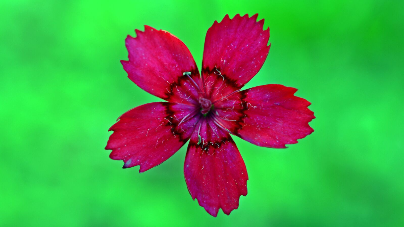 Nikon D5200 sample photo. Flower, blossom, bloom photography