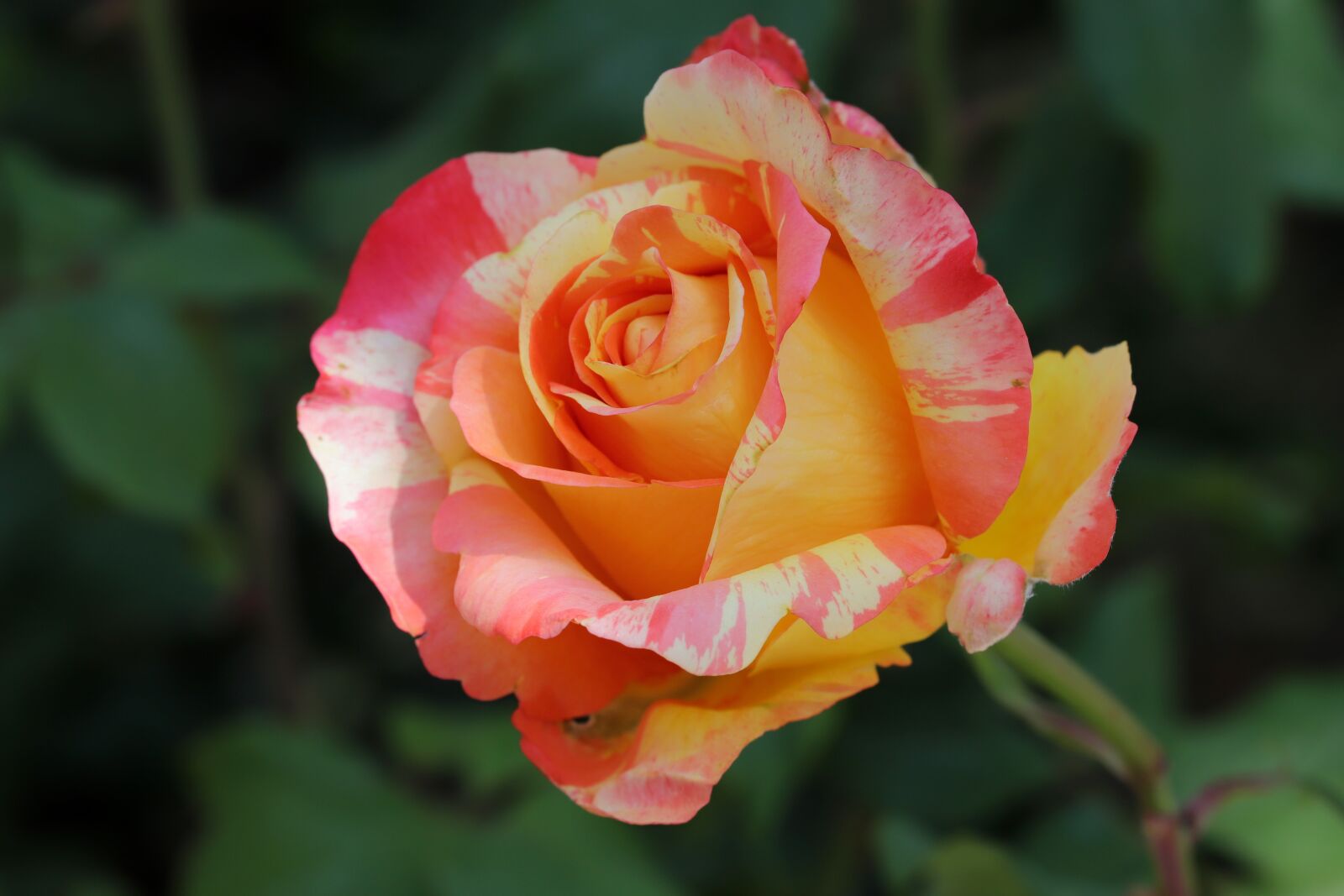 Canon EOS 6D Mark II sample photo. Rose, petal, flowers photography