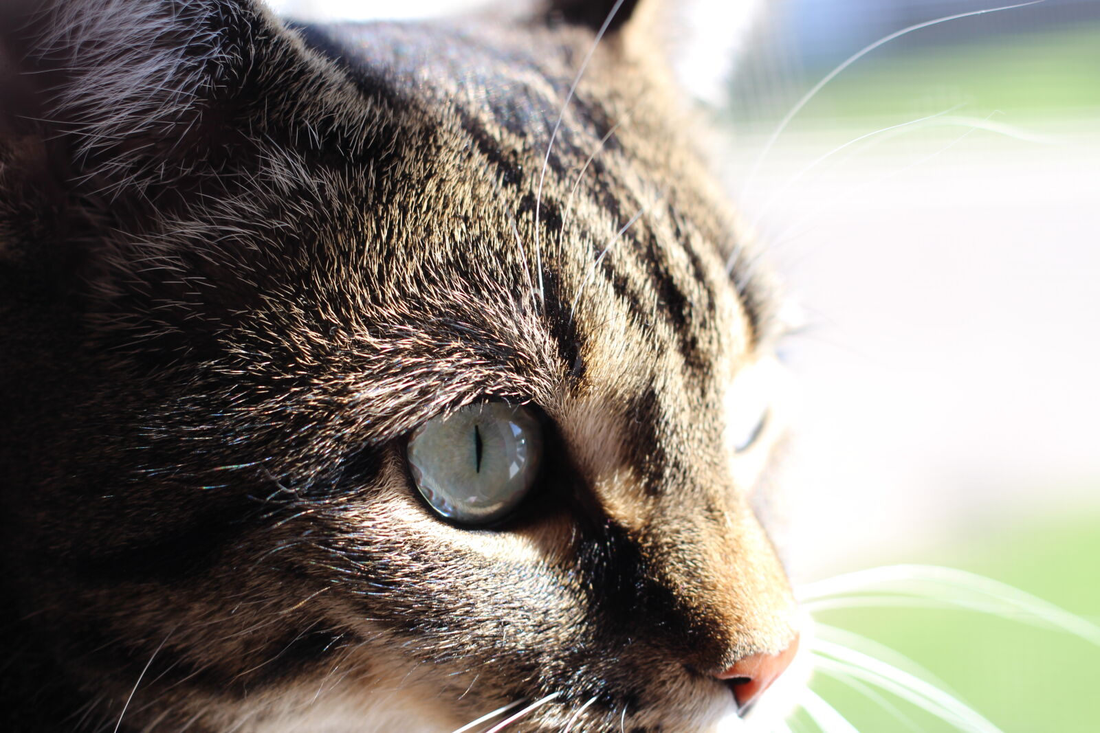 Canon EOS 100D (EOS Rebel SL1 / EOS Kiss X7) + Canon EF 40mm F2.8 STM sample photo. Cat, tabby photography