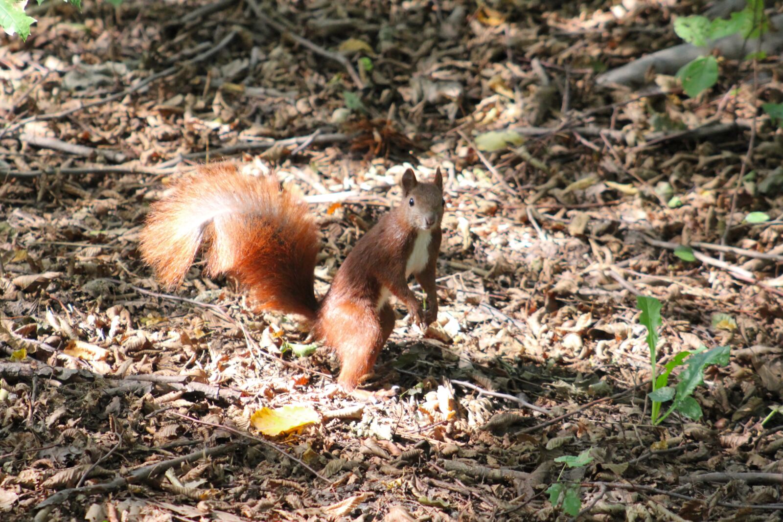 Canon EOS 550D (EOS Rebel T2i / EOS Kiss X4) sample photo. Squirrel, eurasian squirrel, chipmunk photography