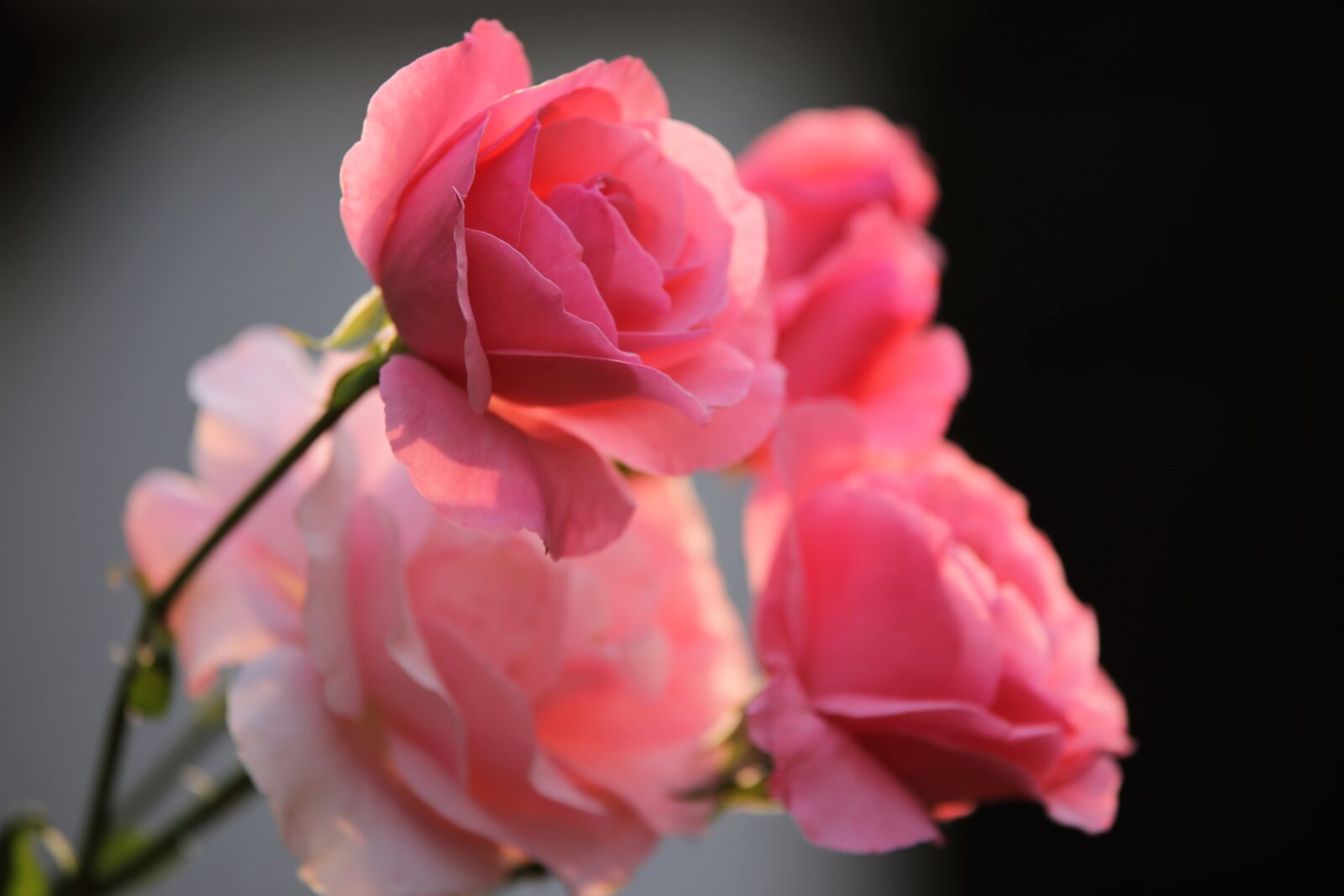 Tamron 70-210mm F4 Di VC USD sample photo. Pink papillon roses, roses photography
