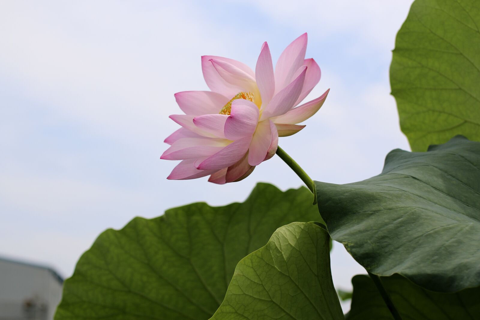 Canon EOS 70D sample photo. Lotus flowers, beauty, the photography